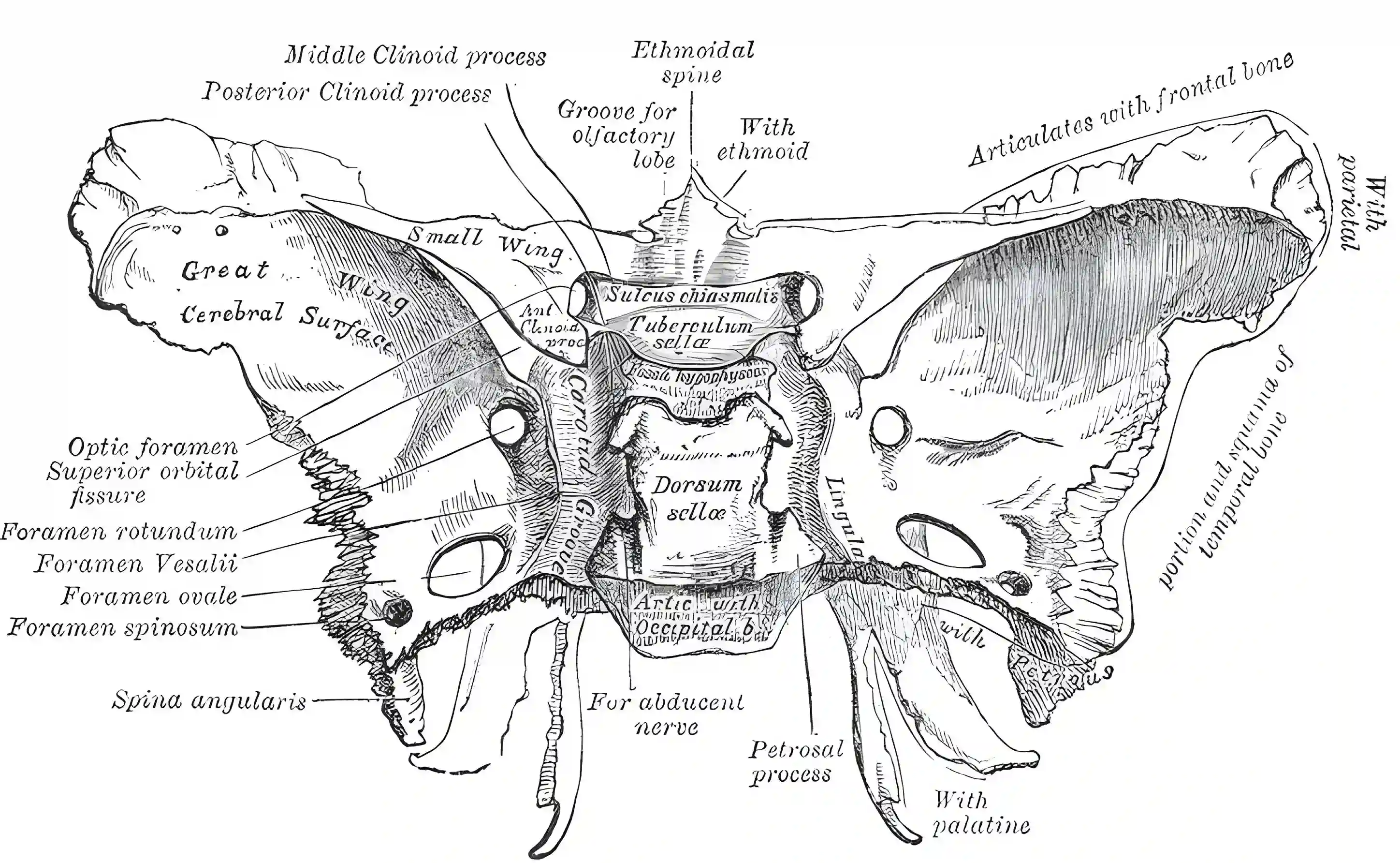 Os sphenoidale Grays Anatomy