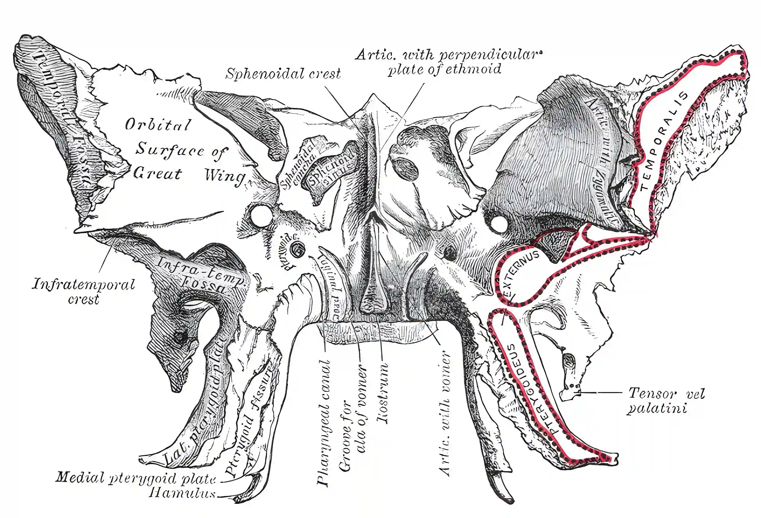 Os sphenoidale Grays Anatomy