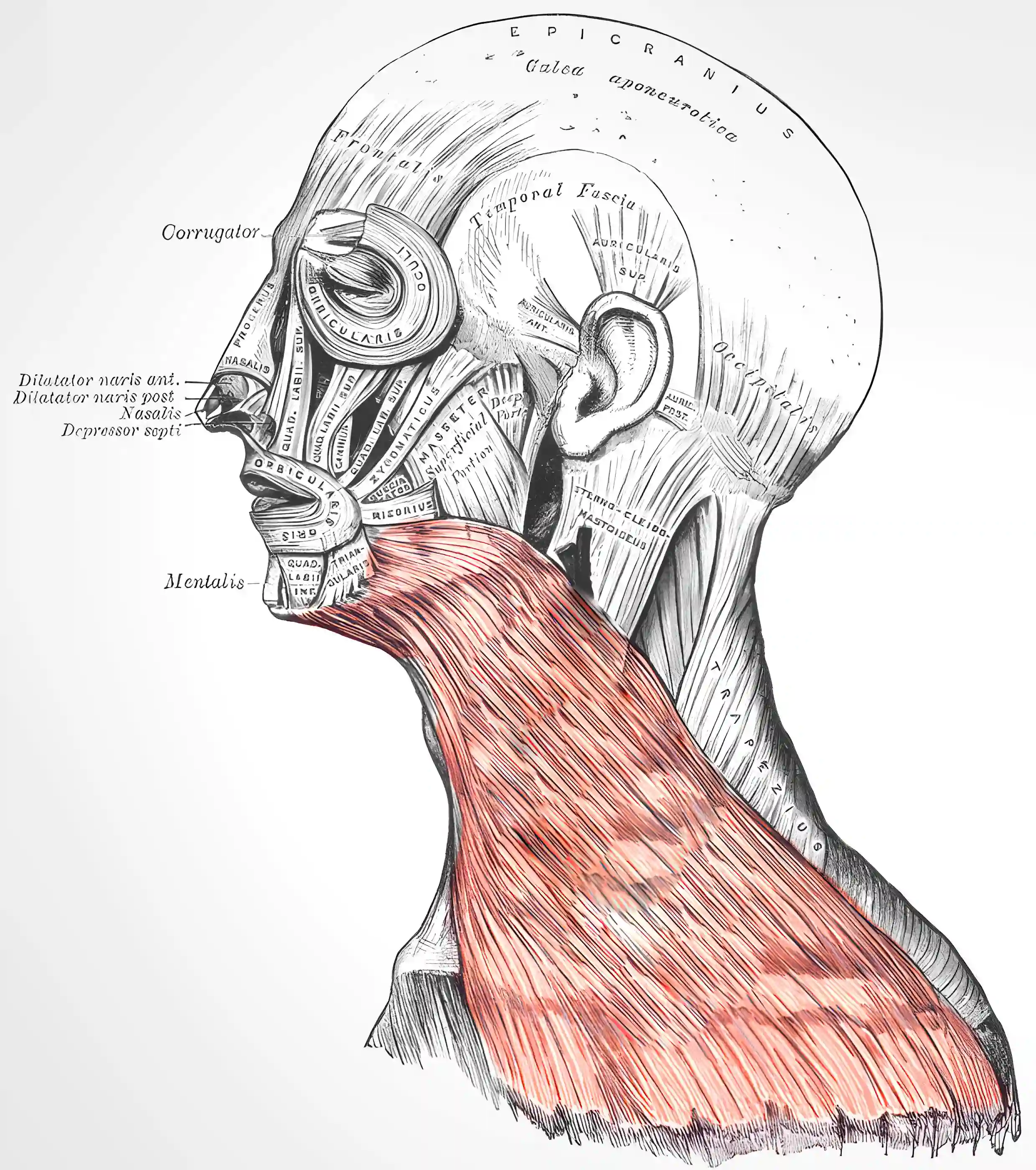 Platysma