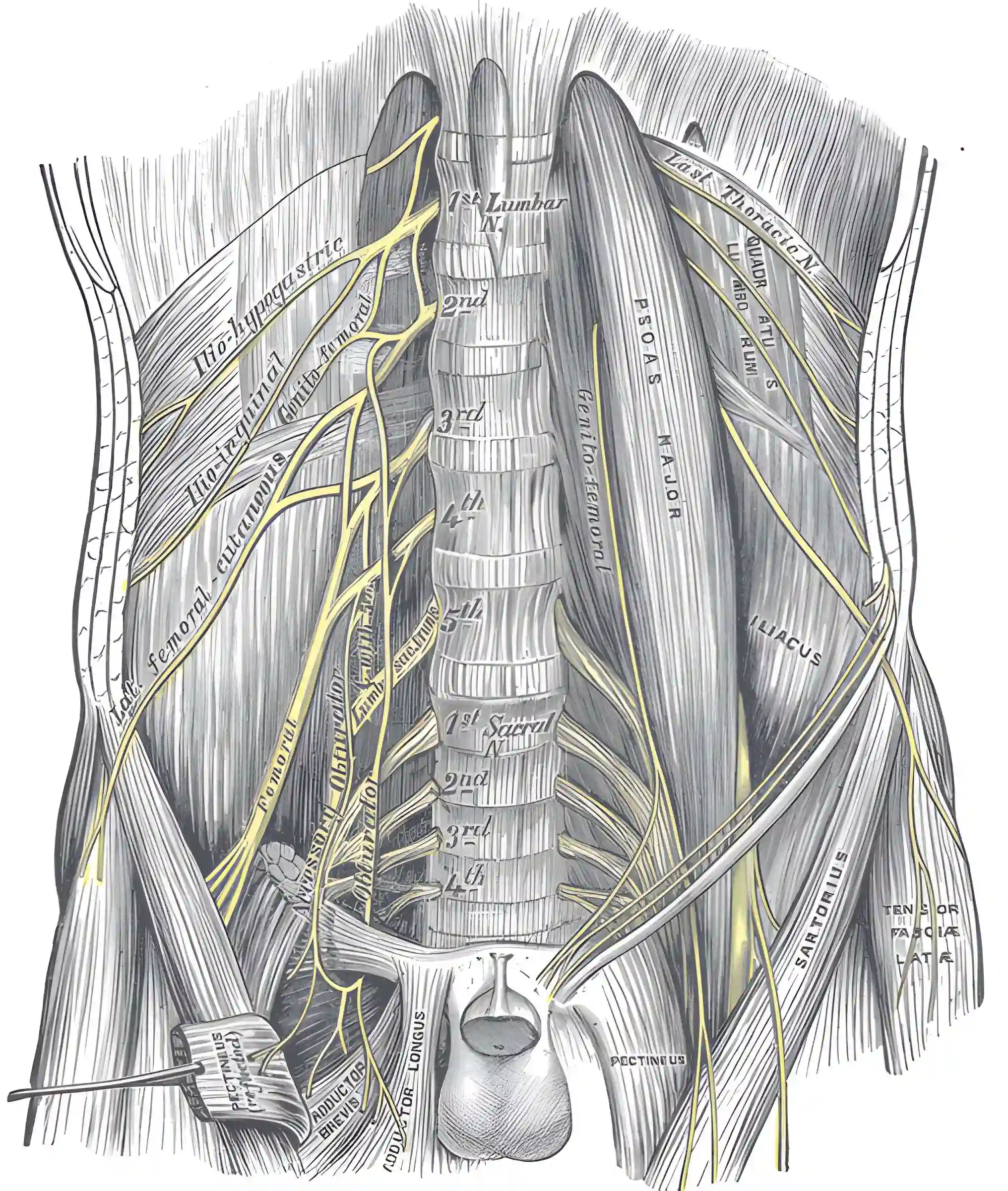 Plexus lumbalis