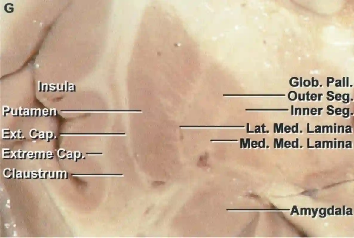 Anatomie Rhoton