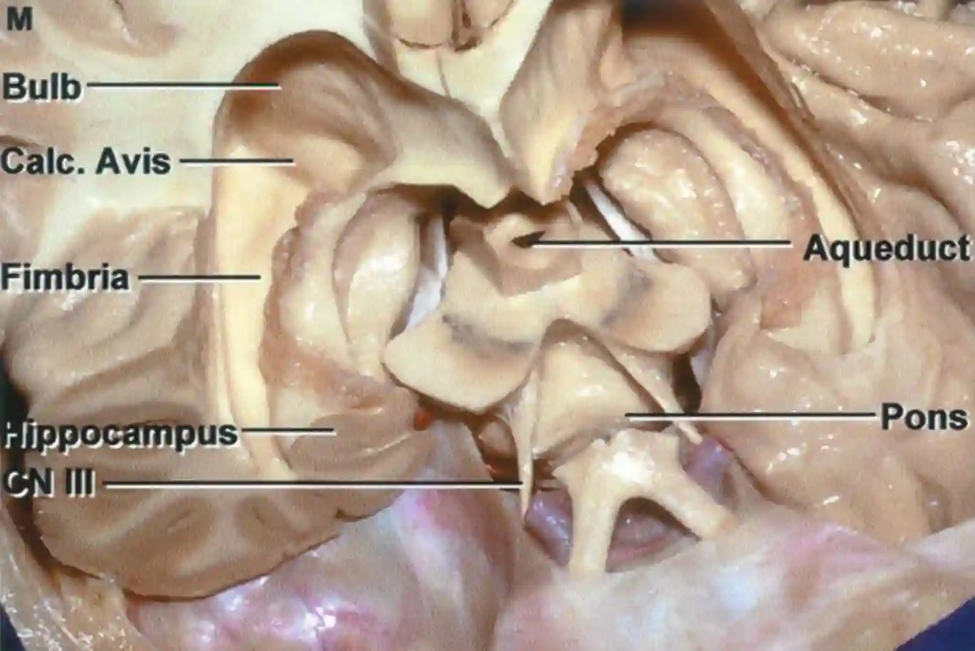 Anatomieabbildung Rhoton