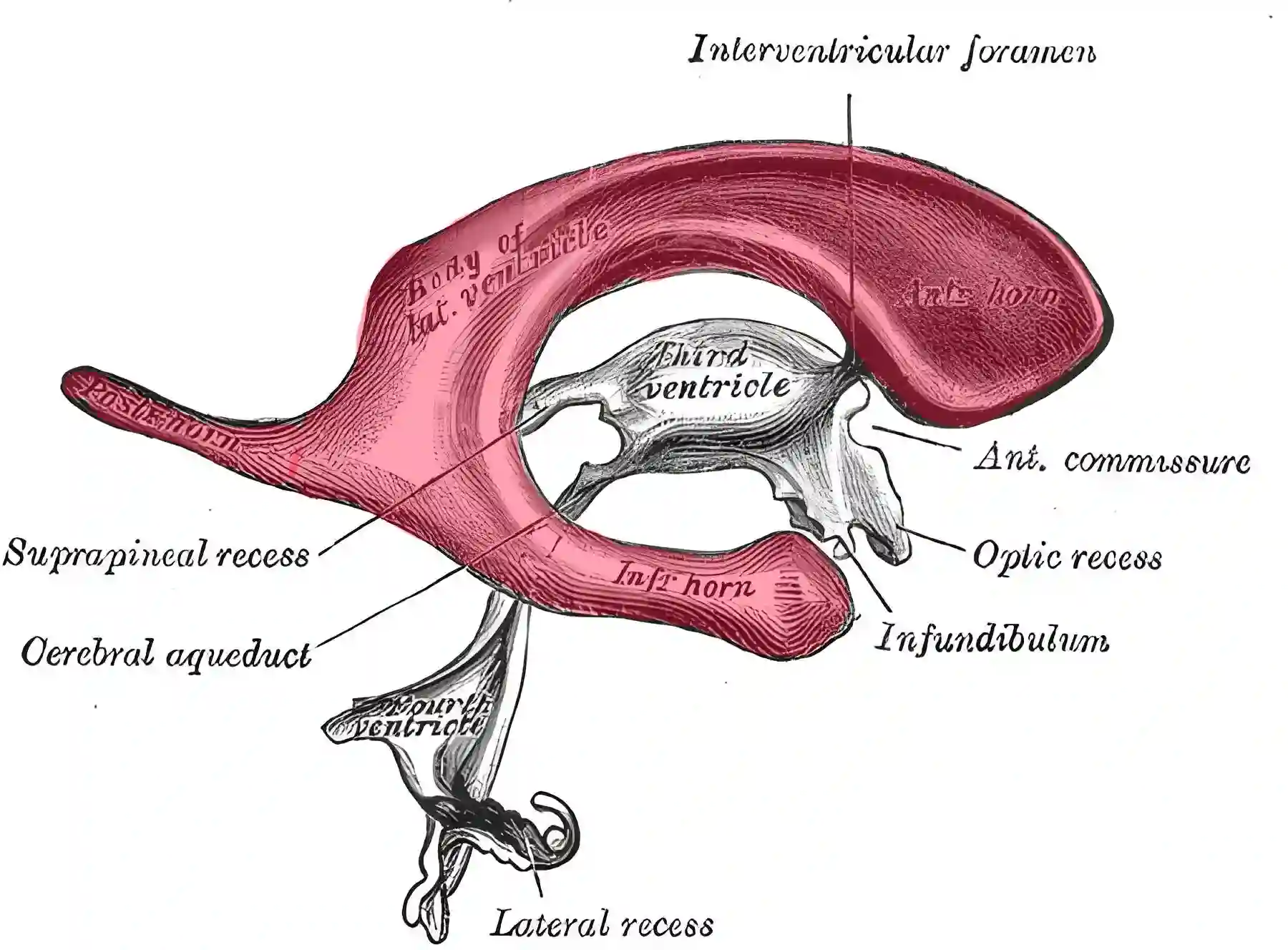 Seitenventrikel anatomische Zeichnung