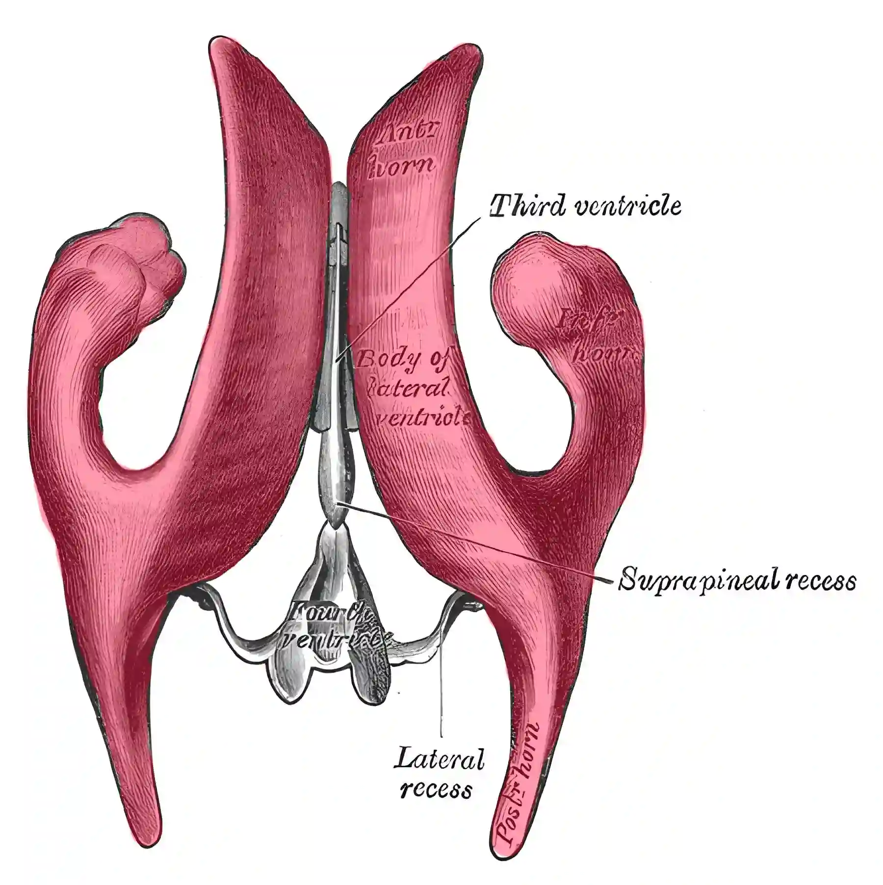 Ventrikelsystem anatomische Zeichnung
