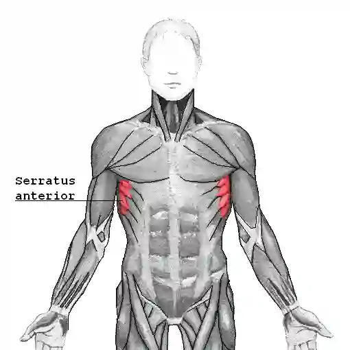 Musculus serratus anterior