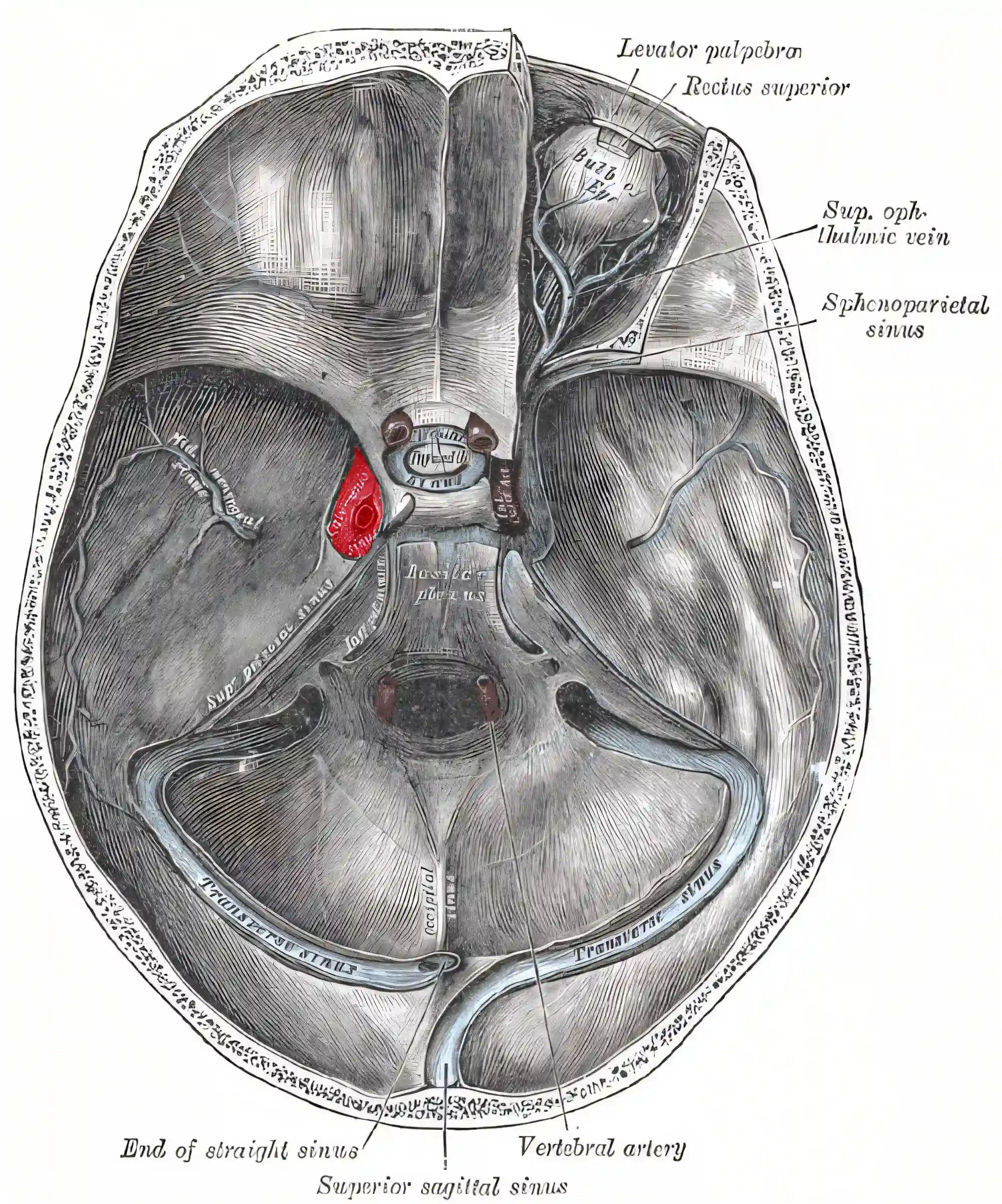 Sinus cavernosus Grays Anatomy