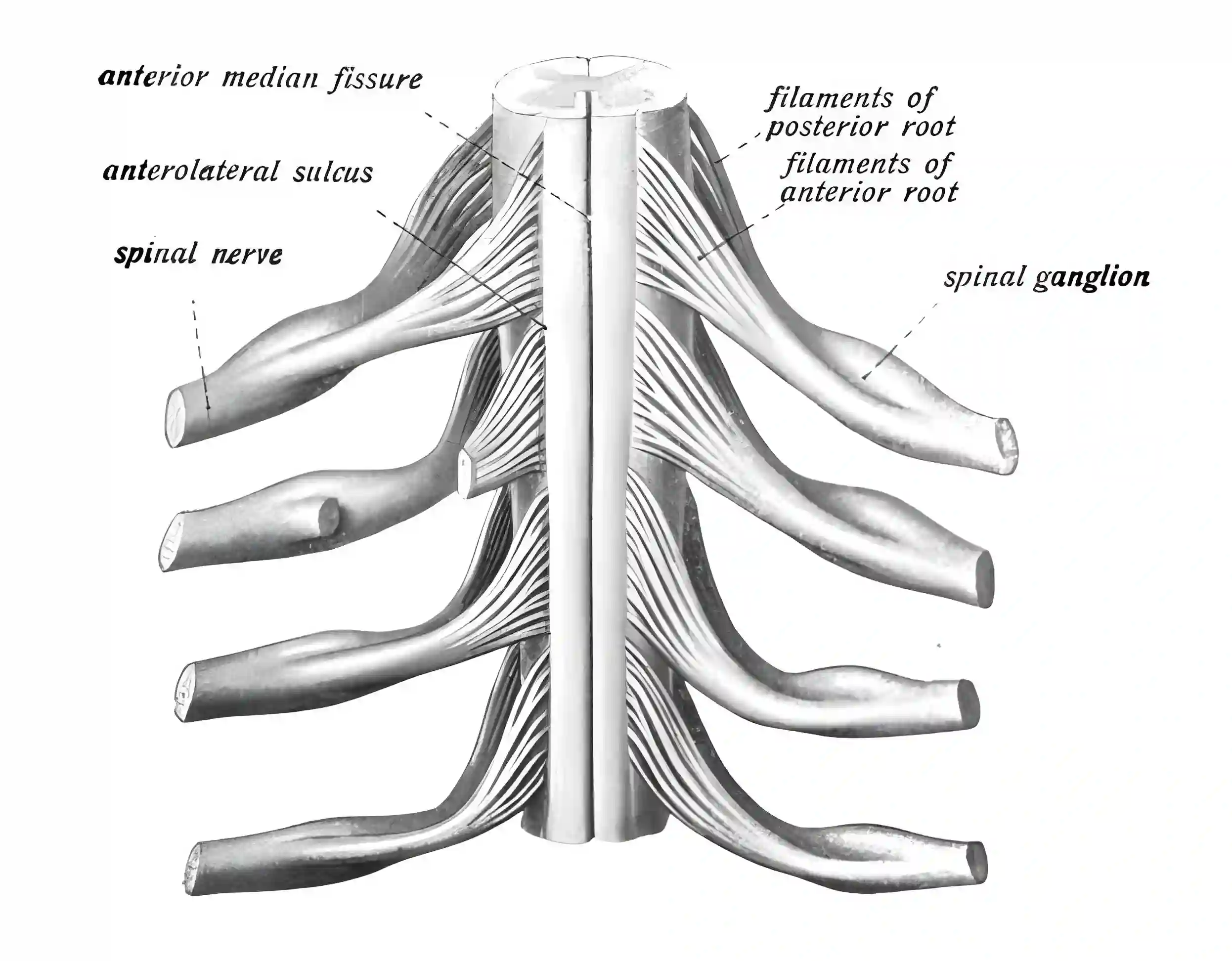 Spinalnerv anatomische Zeichnung