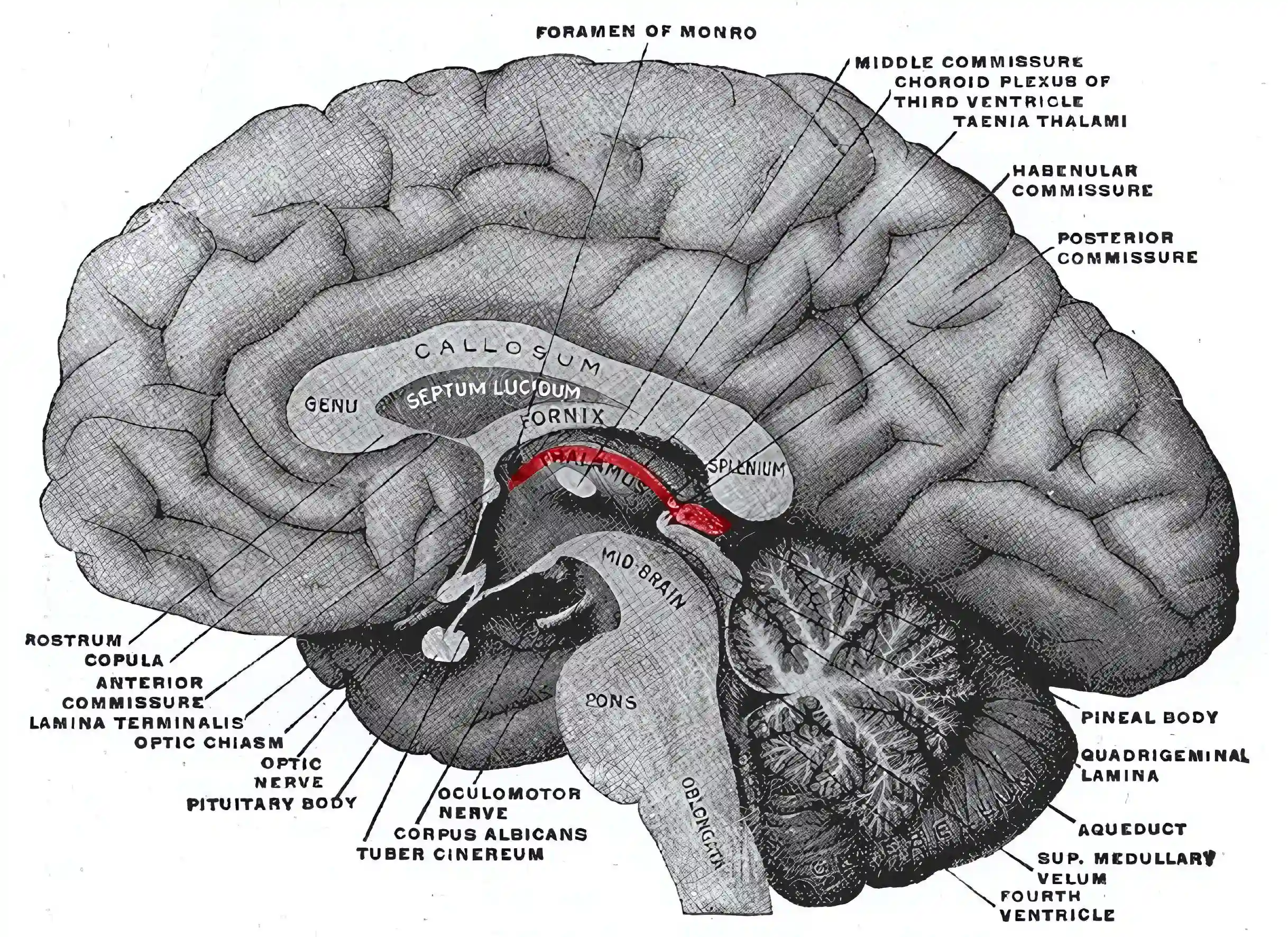 Epithalamus