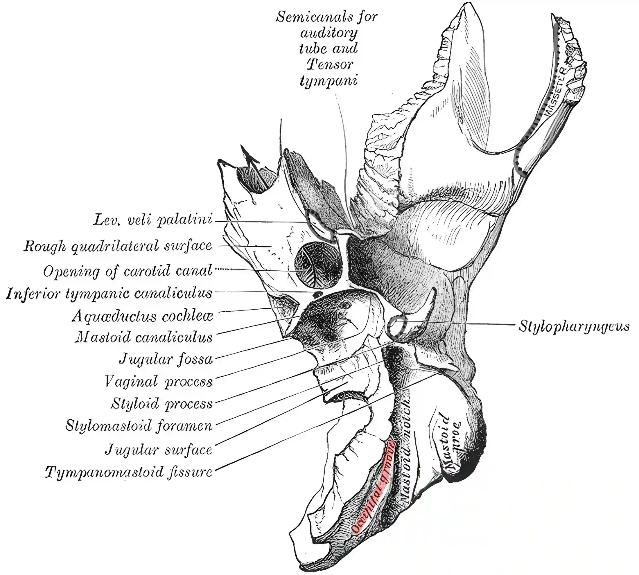 Sulcus arteriae occipitalis