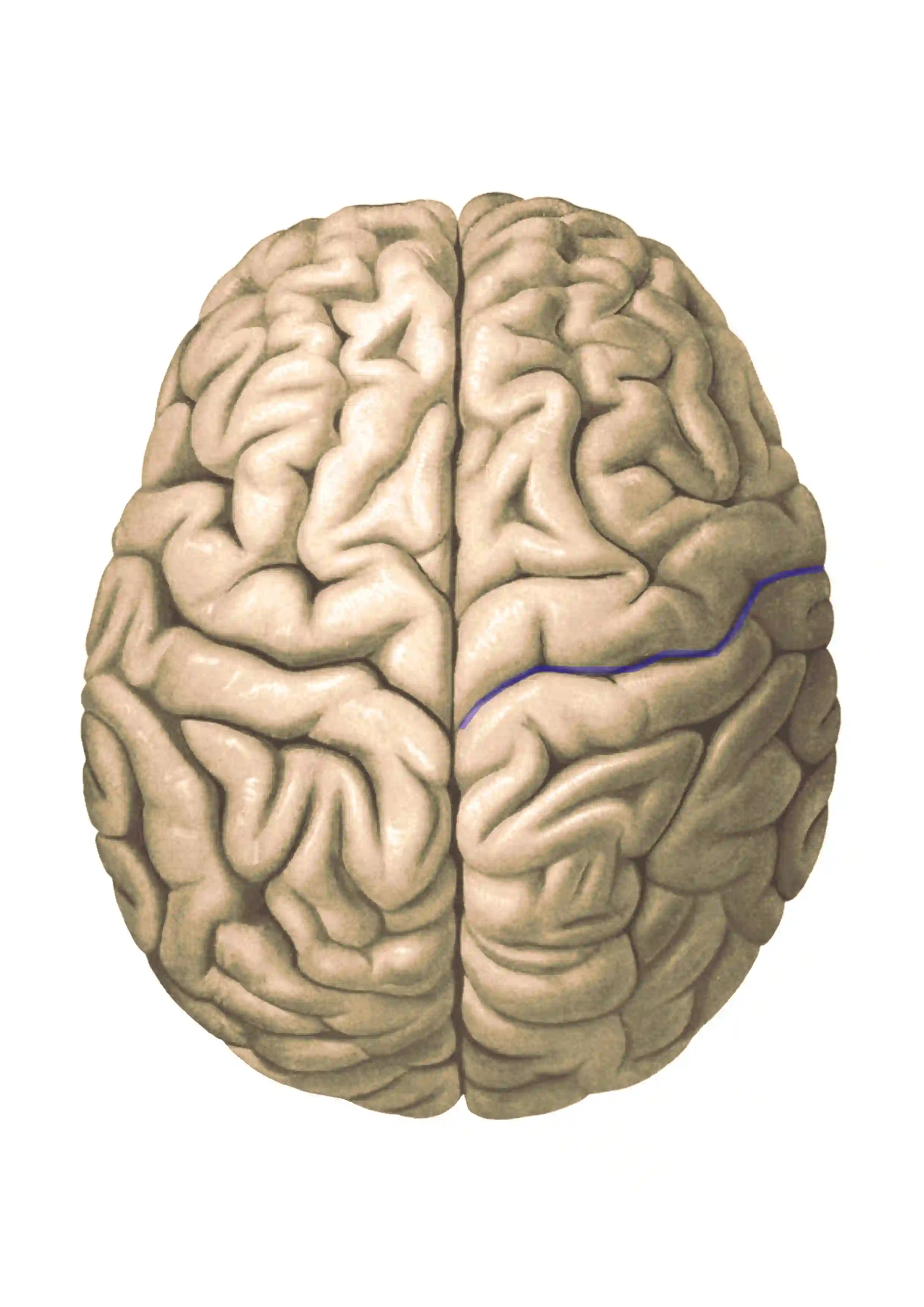 Sulcus centralis