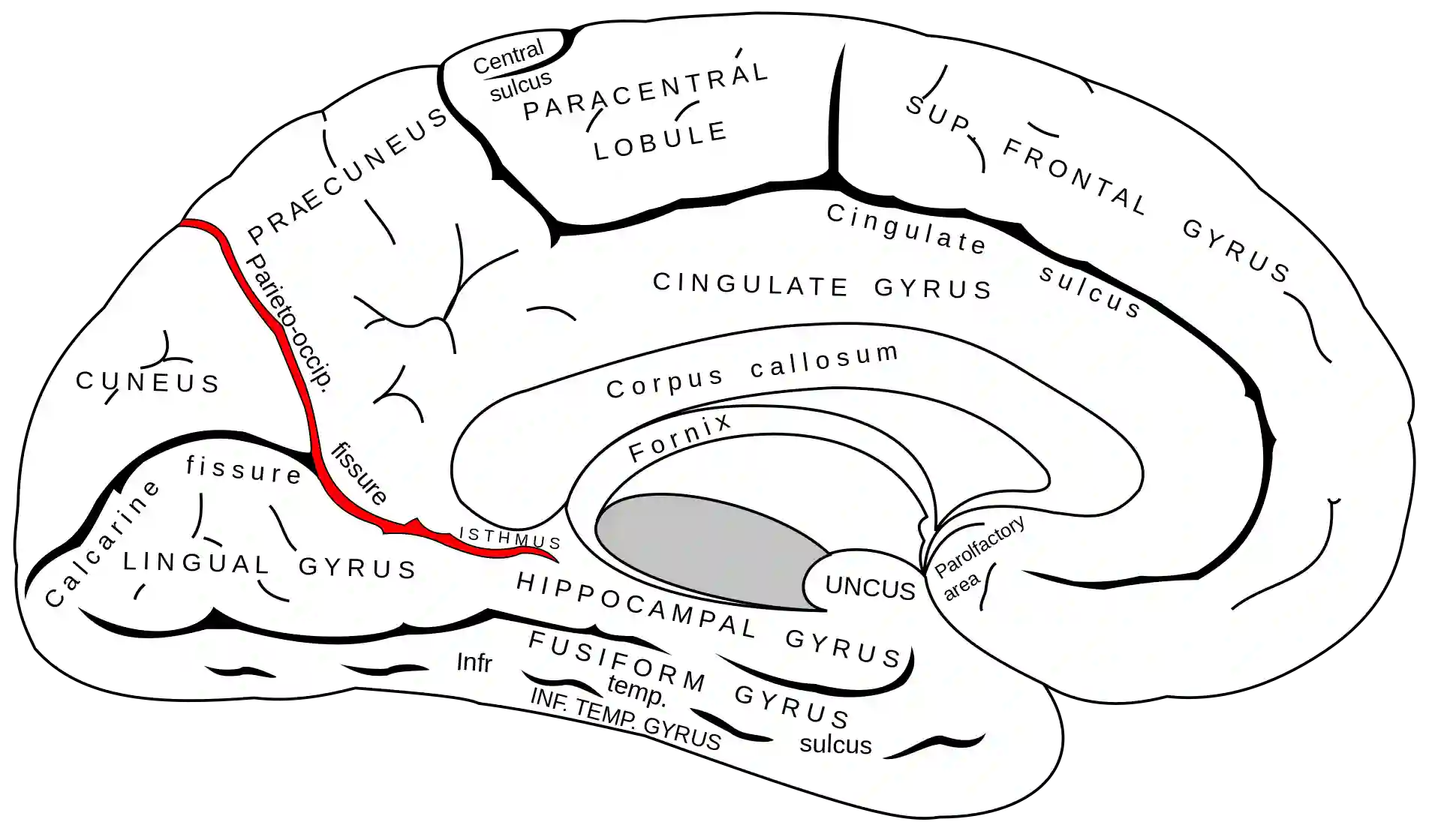 Sulcus parietooccipitalis Abbildung