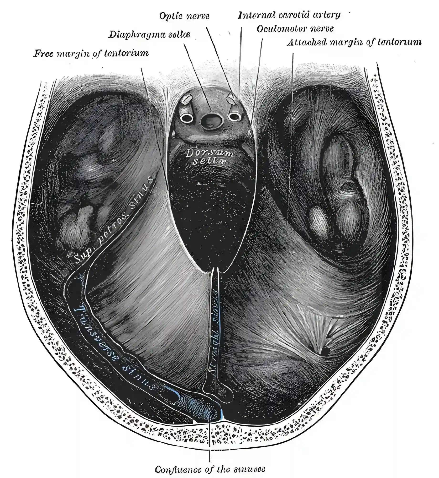 Tentorium cerebelli