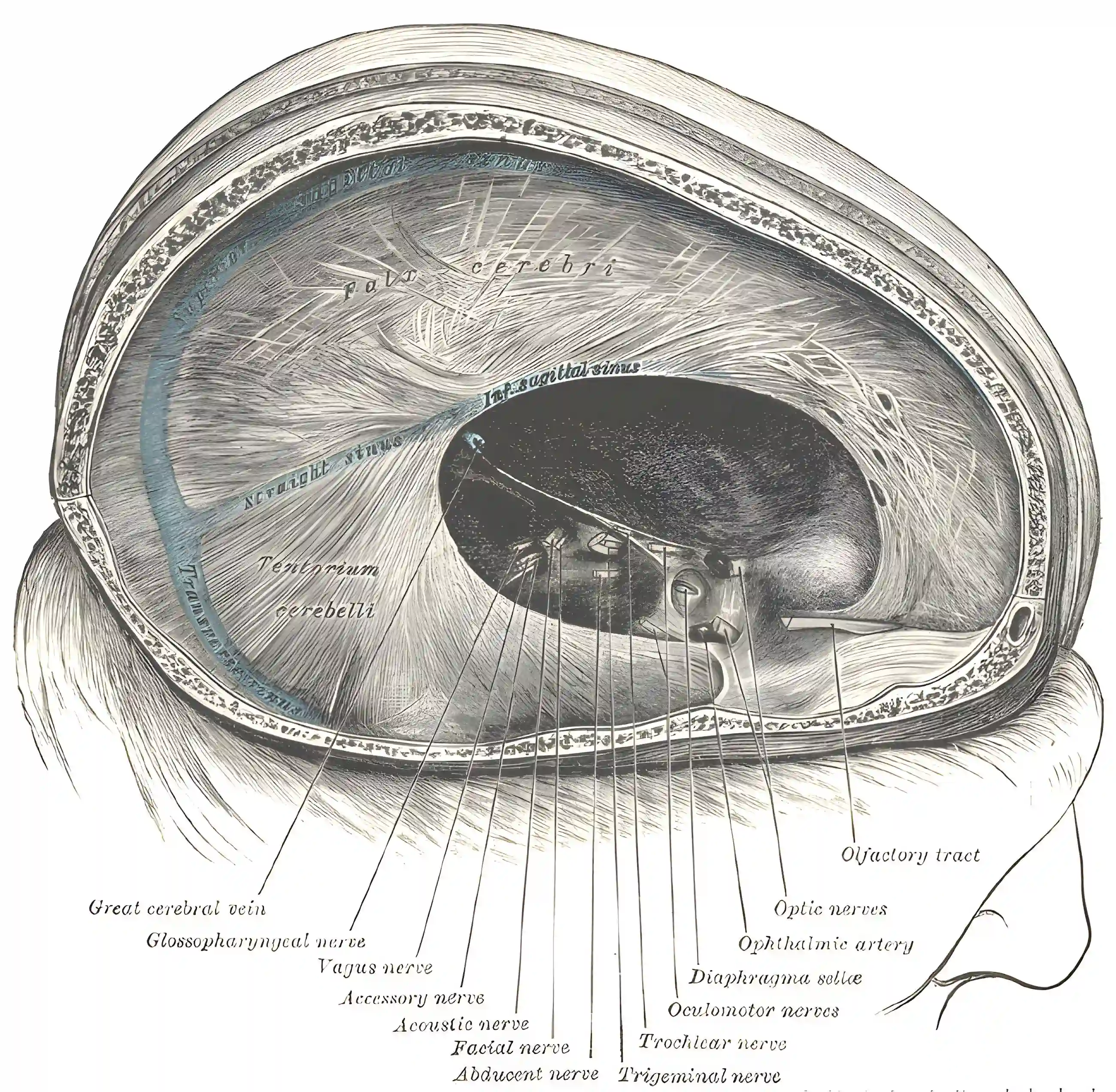 Tentorium cerebelli