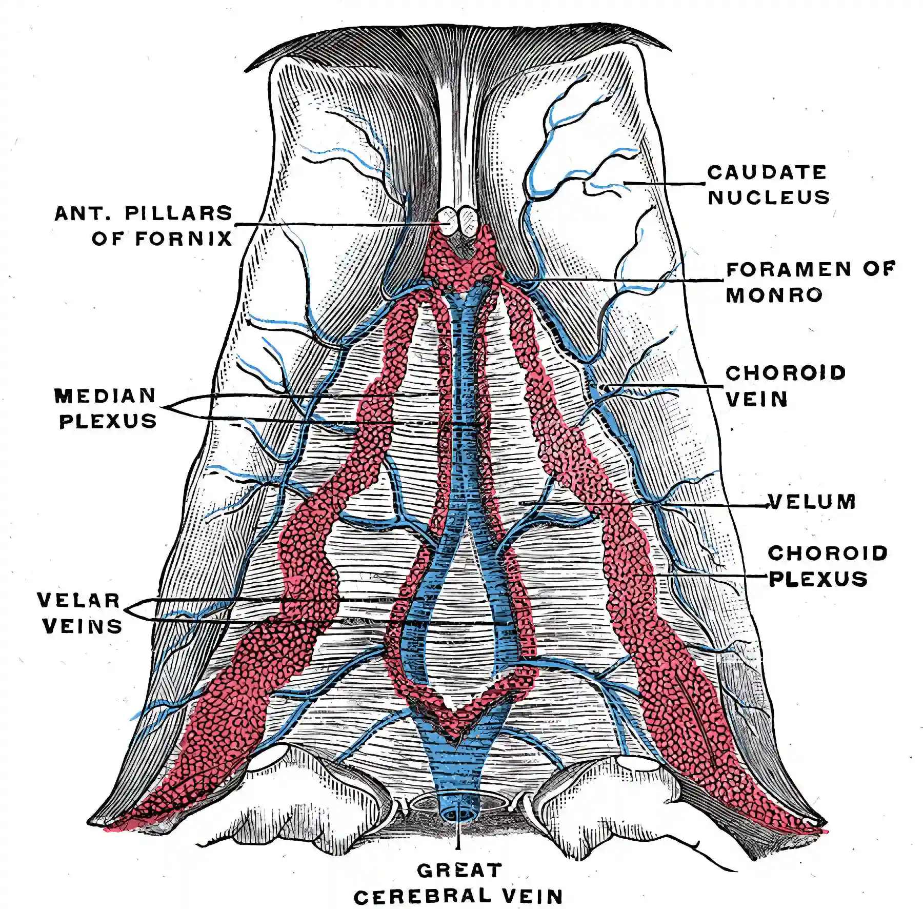 Vena cerebri interna schematisch