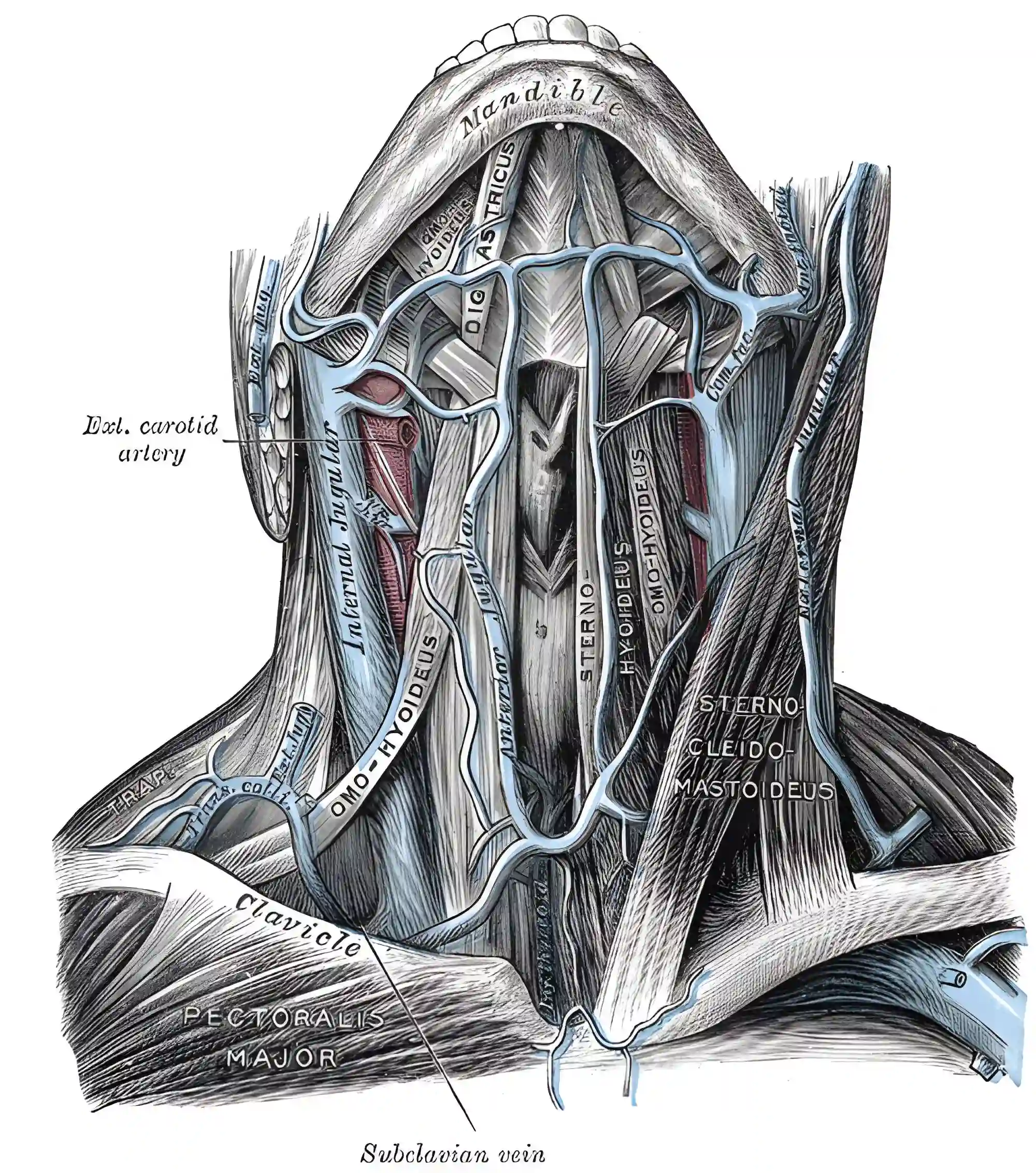 Vena jugularis interna