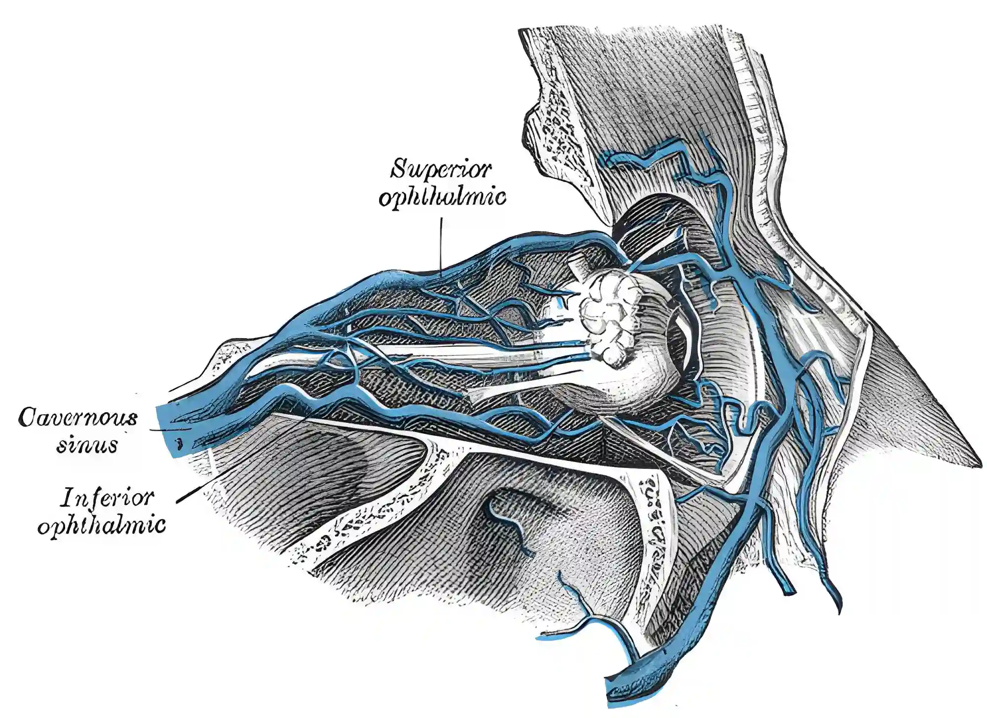 Venen der Orbita