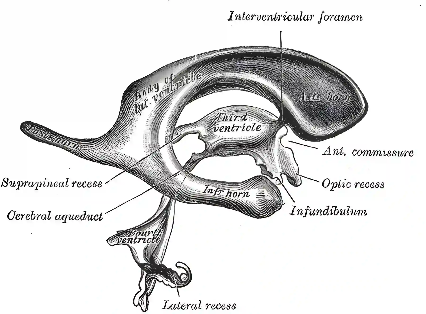 Ventrikelsystem Grays Anatomy