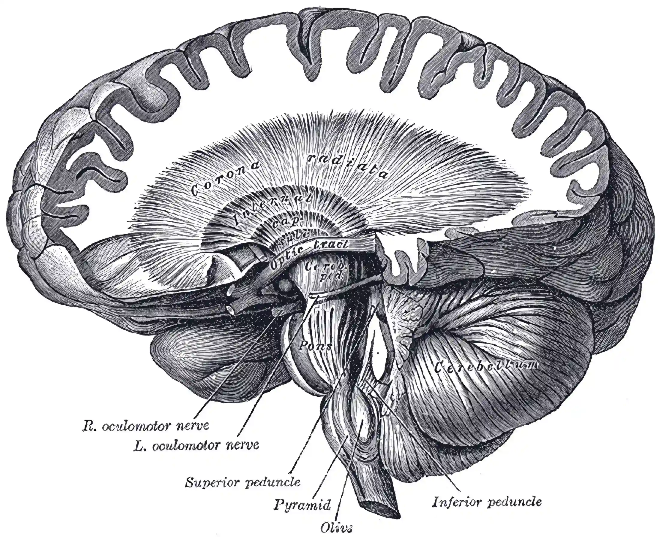 Corona radiata