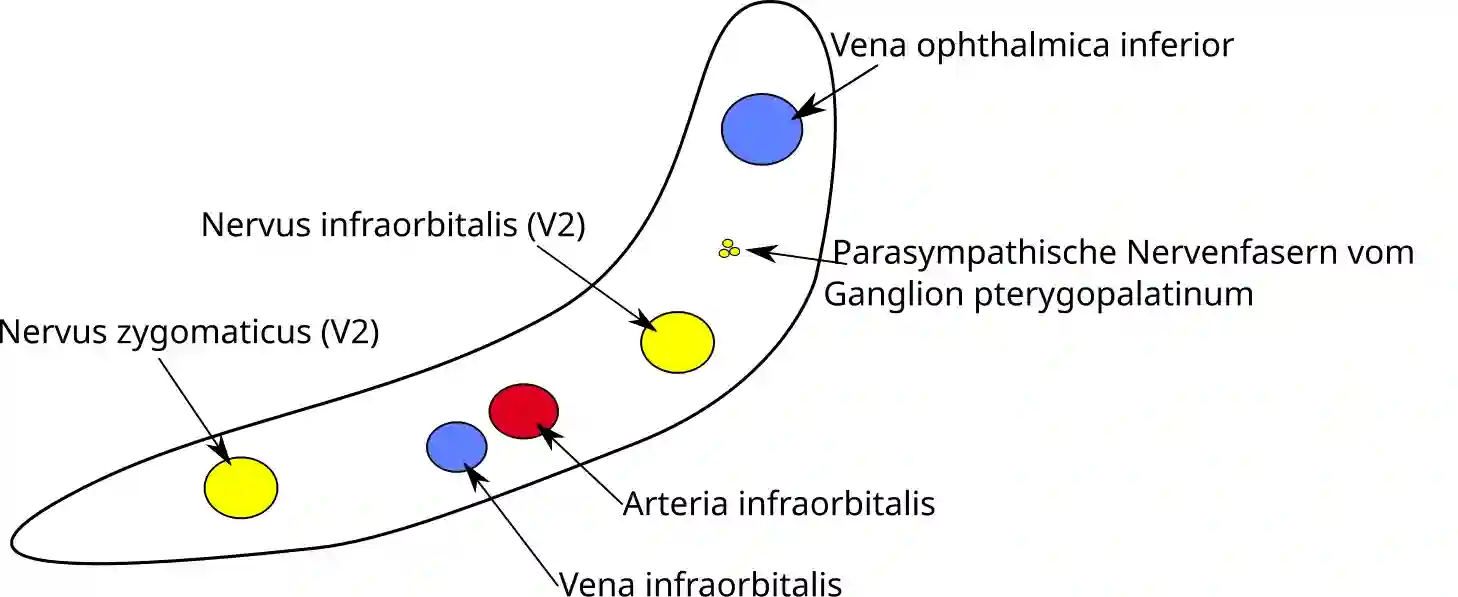 Fissura orbitalis inferior schematisch