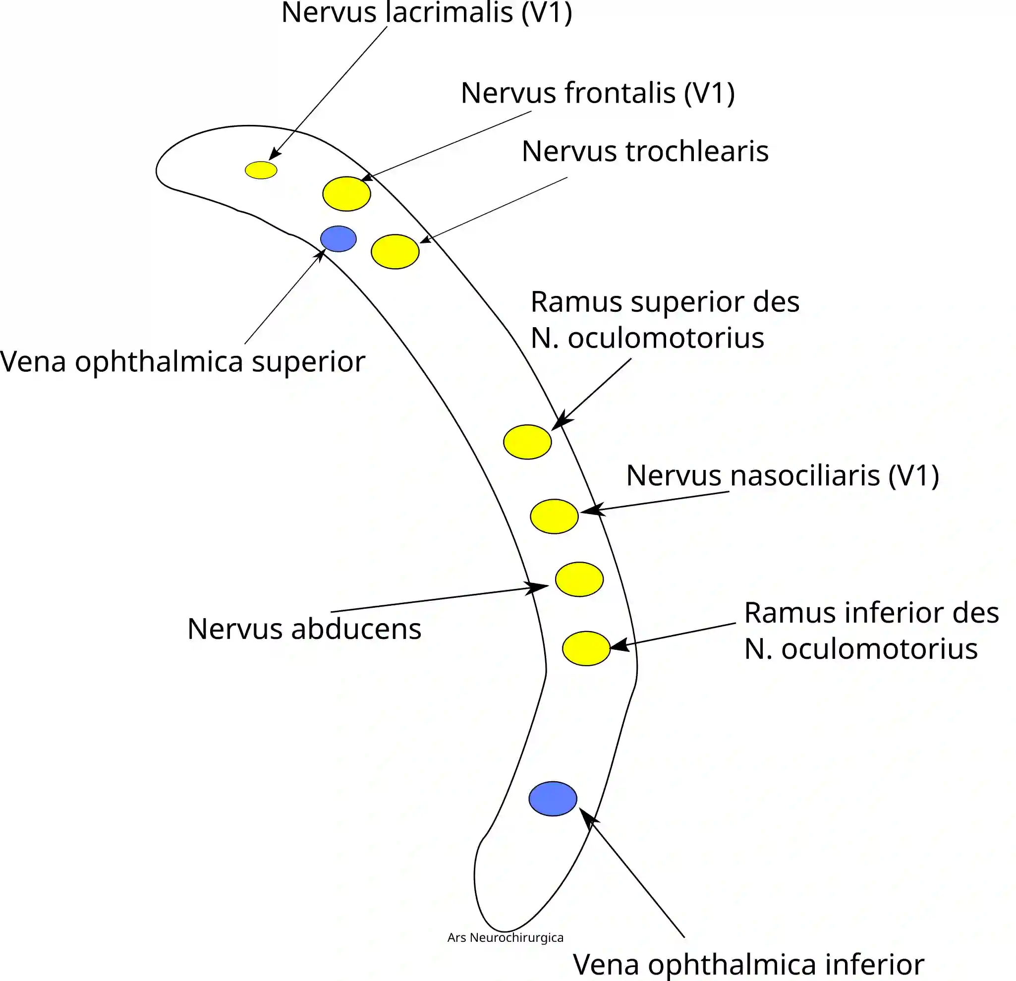 Fissura orbitalis superior schematisch