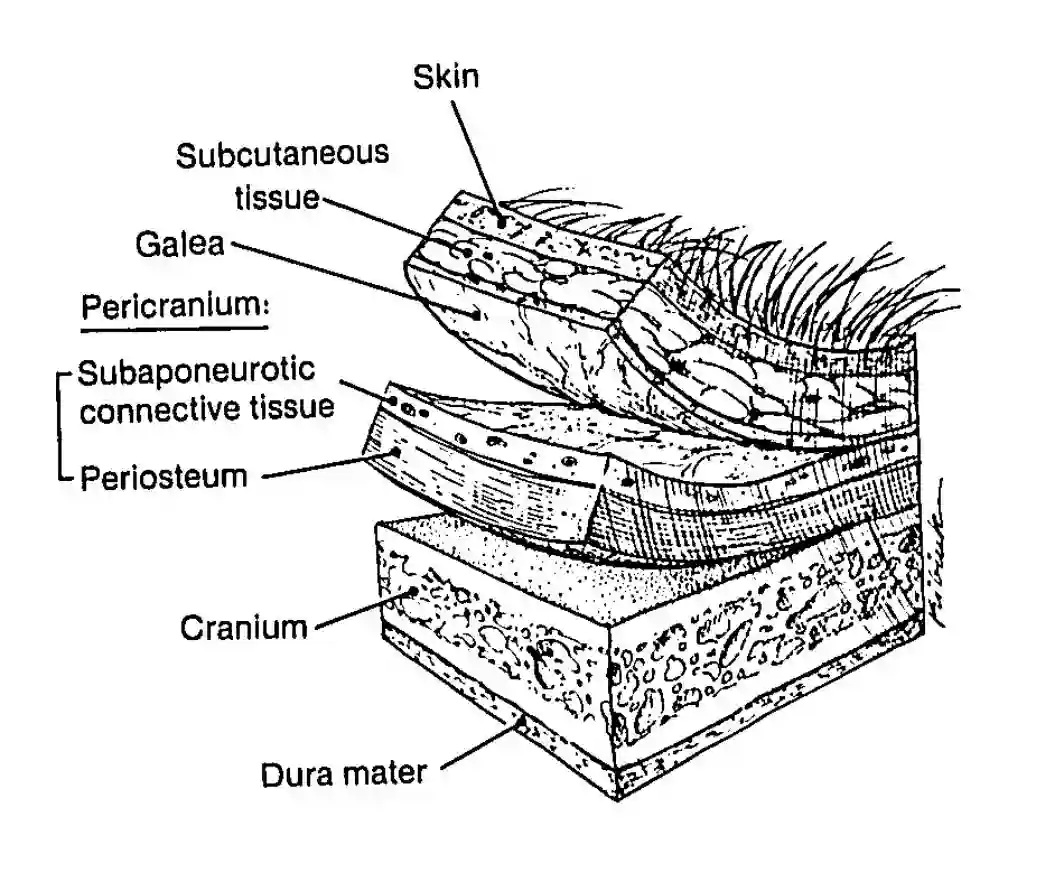 Neurokranium Schichten