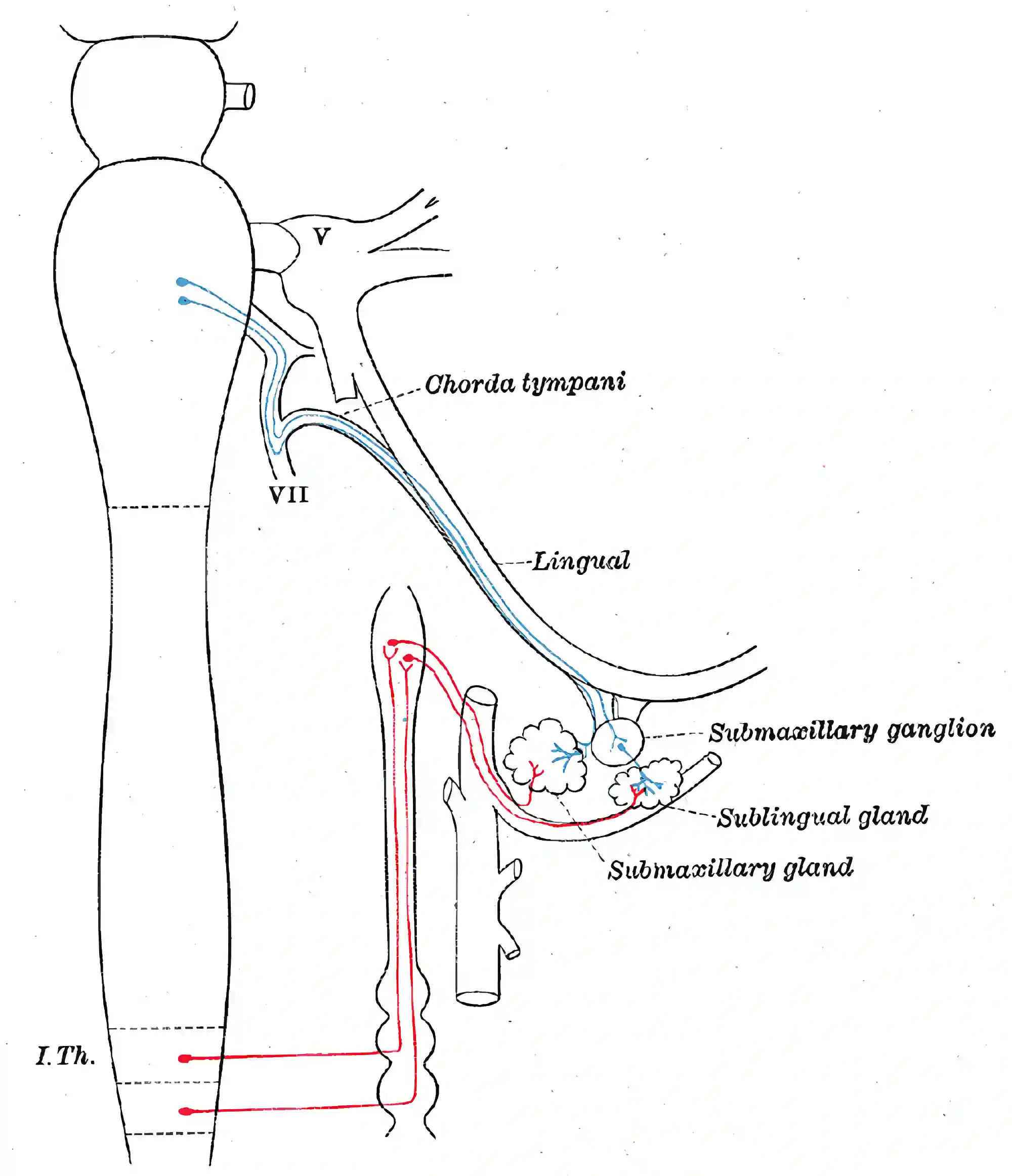 Ganglion submandibulare Schematisch