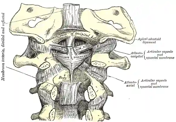 Grays Anatomy Abbildung 307