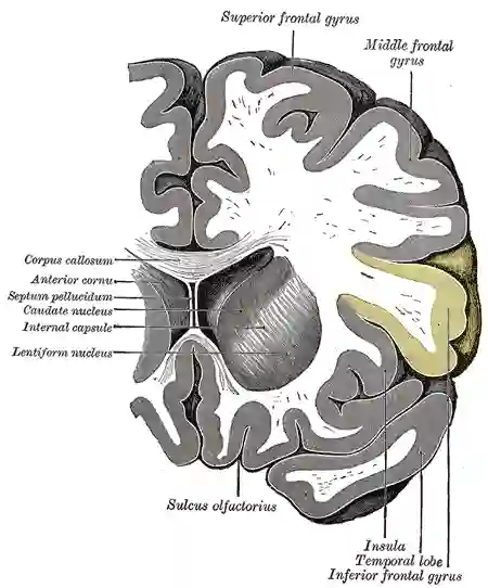 Gyrus frontalis inferior
