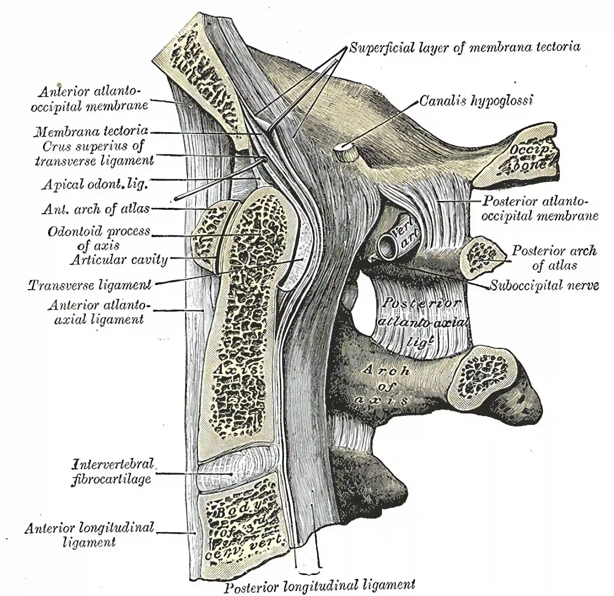 Ligamentum apicale