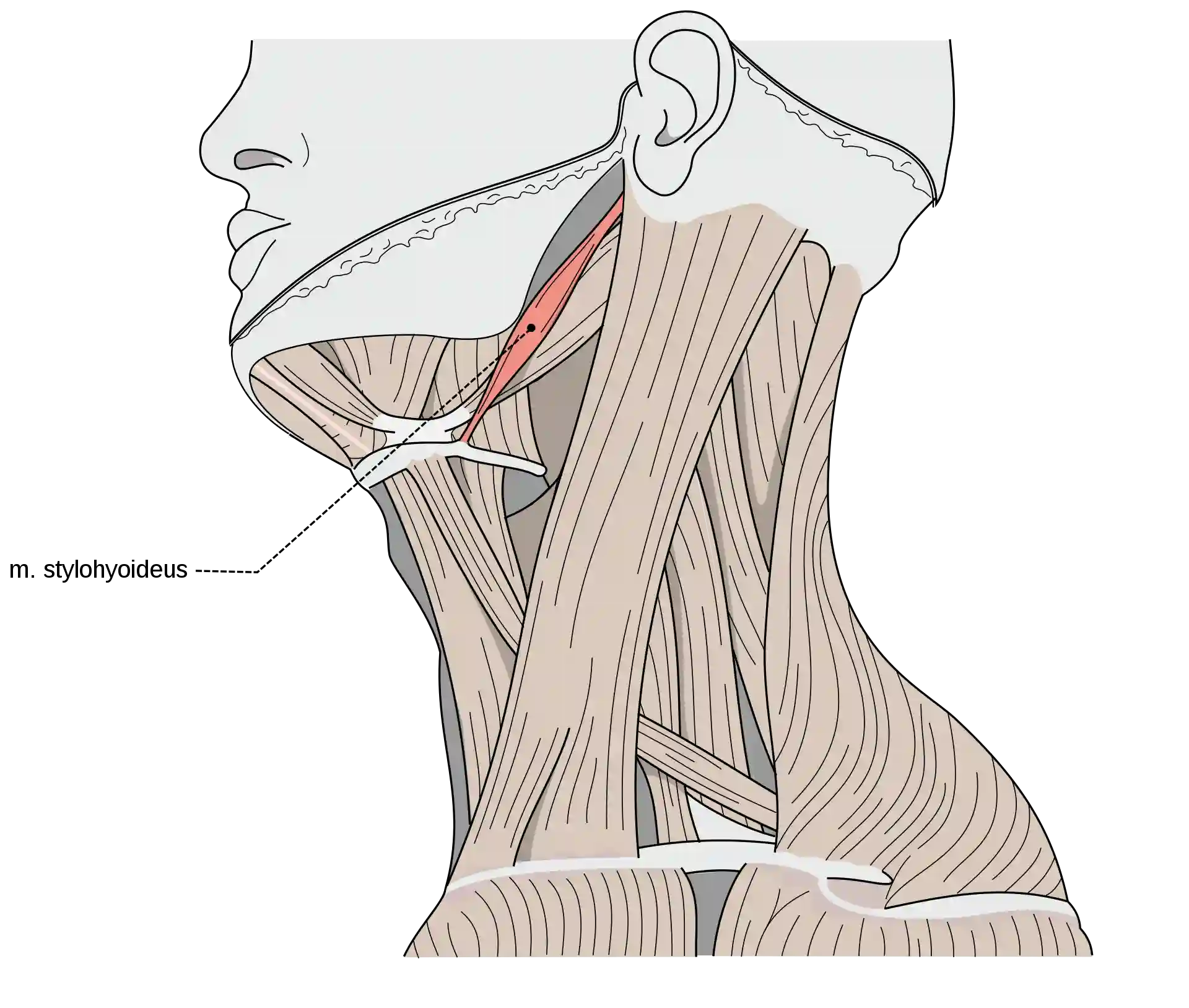 Musculus stylohyoideus