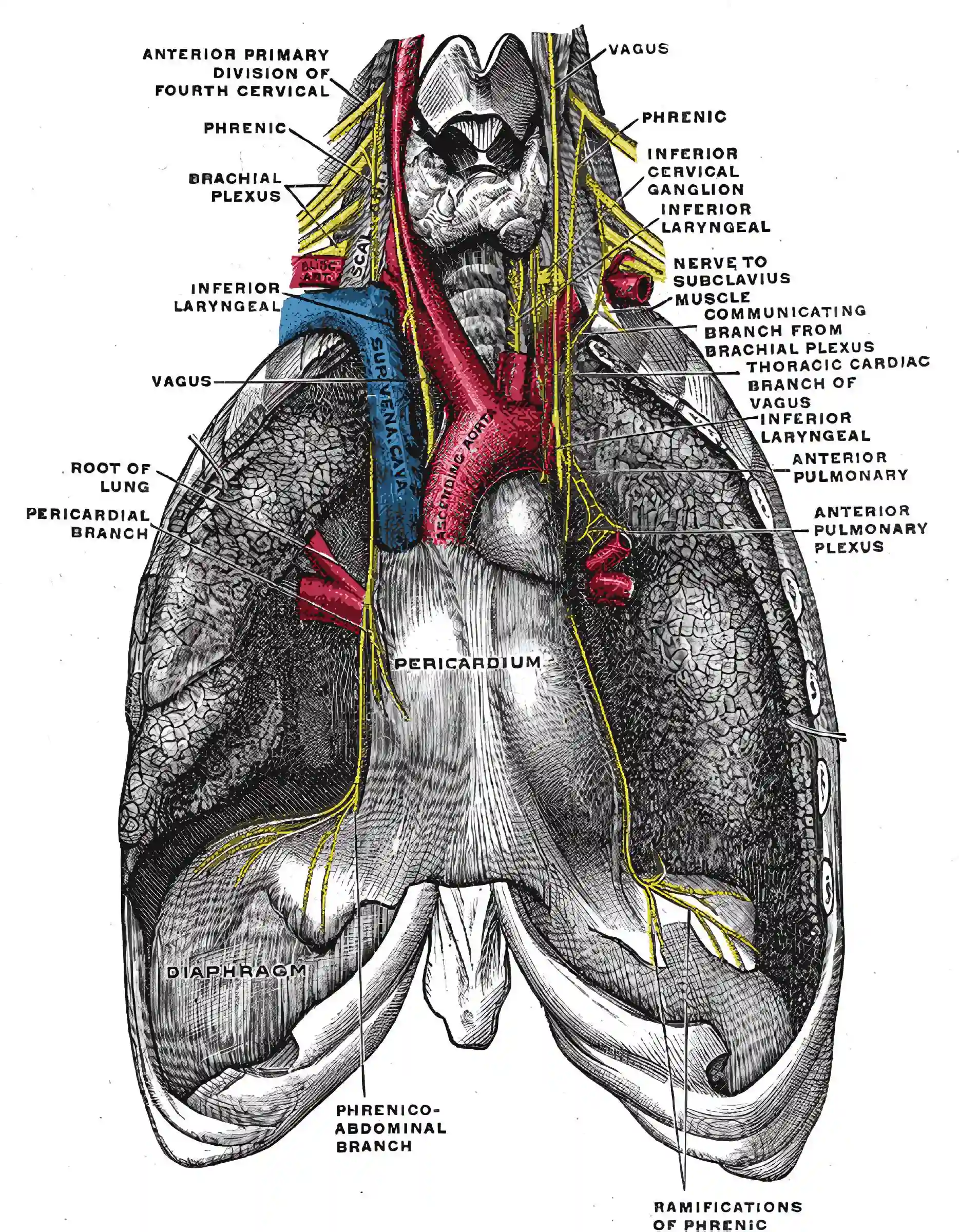 Verlauf Nervus phrenicus