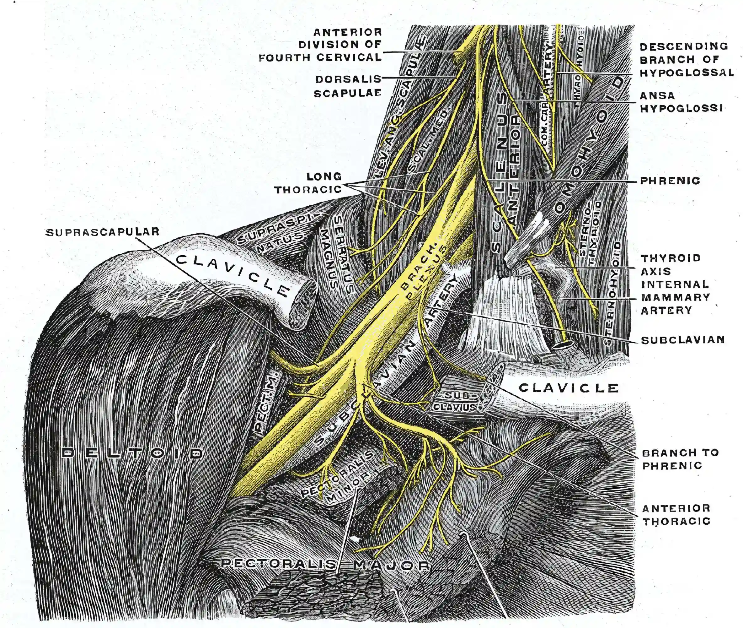 Nervus phrenicus Grays Anatomy
