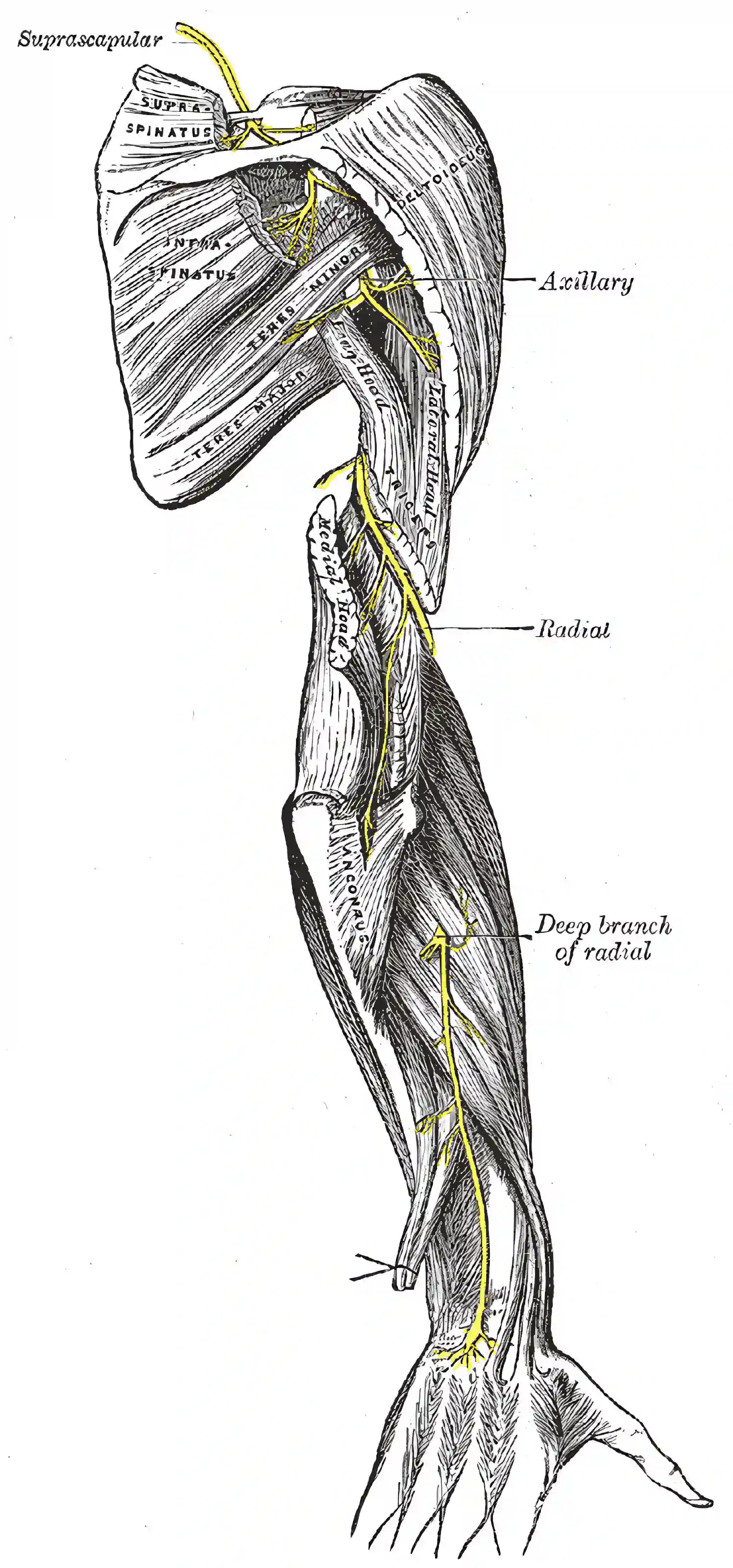 Nervus radialis