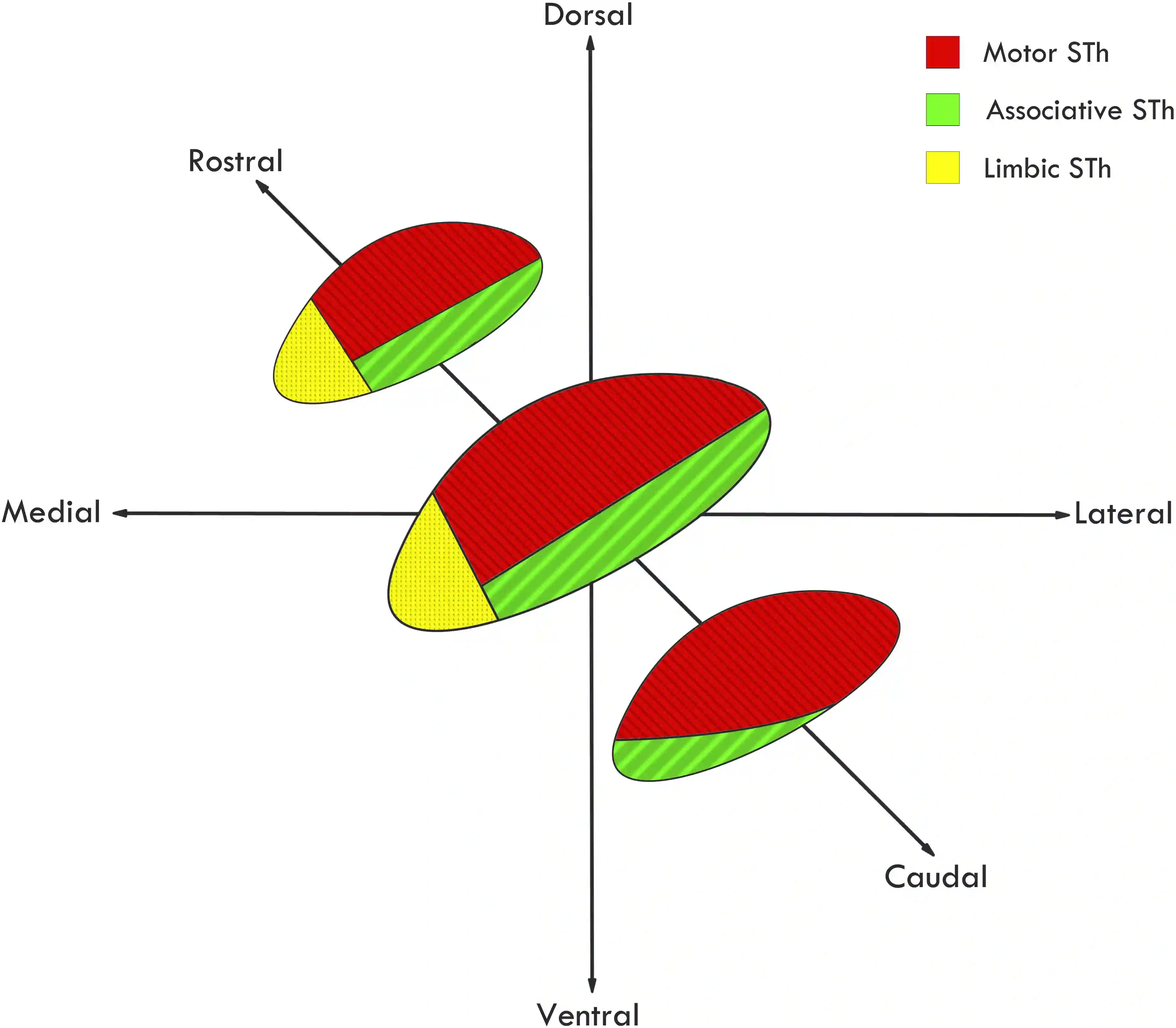 Gliederung Nucleus subthalamicus