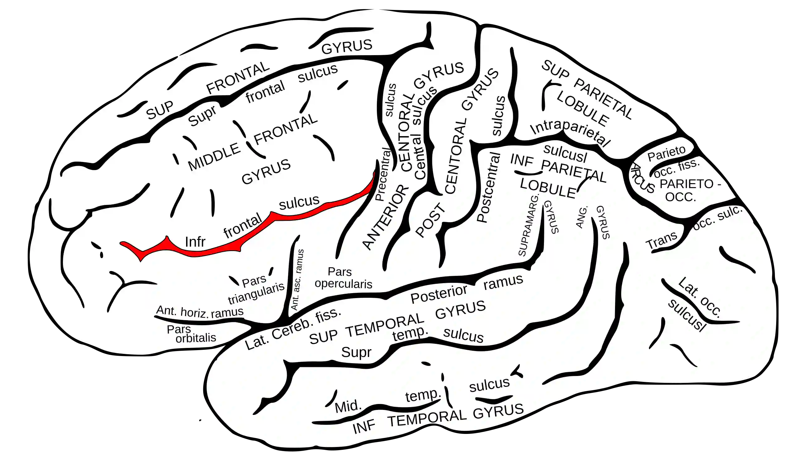 Sulcus frontalis inferior