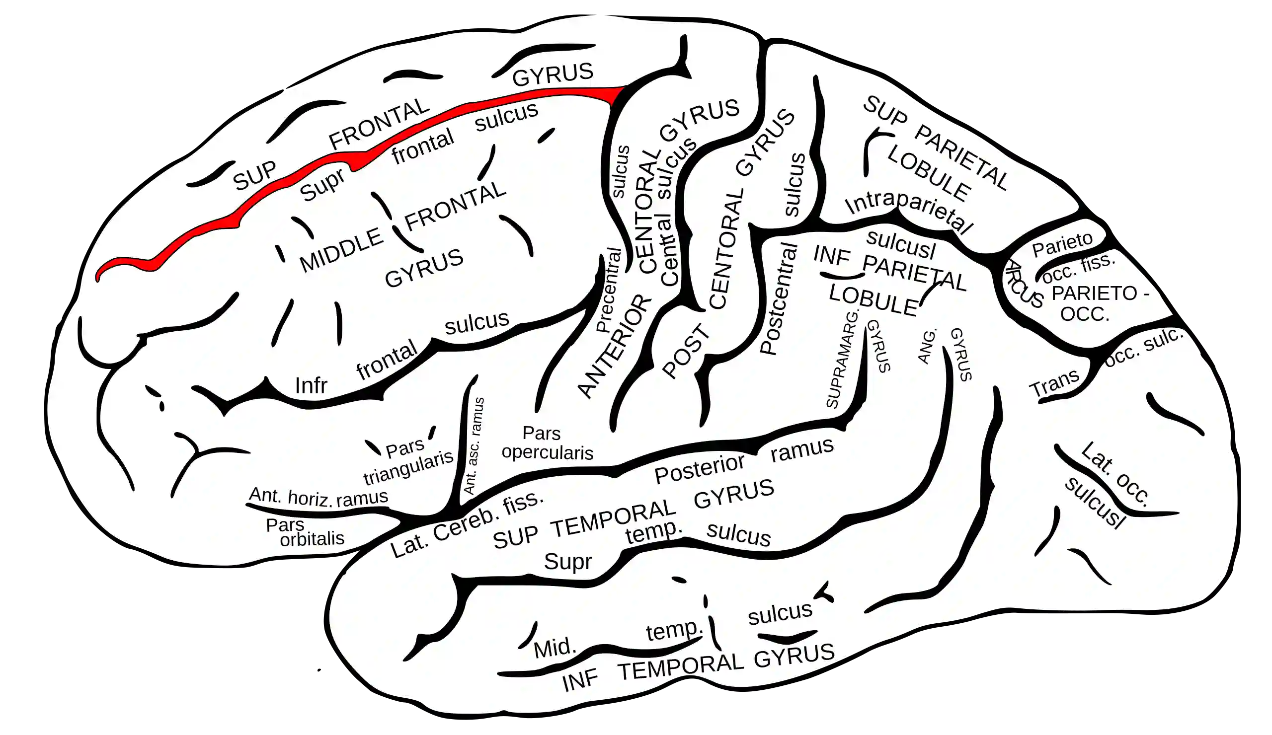 Sulcus frontalis superior