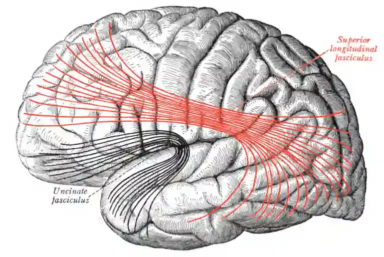 Fasciculus longitudinalis superior cerebri Sobotta