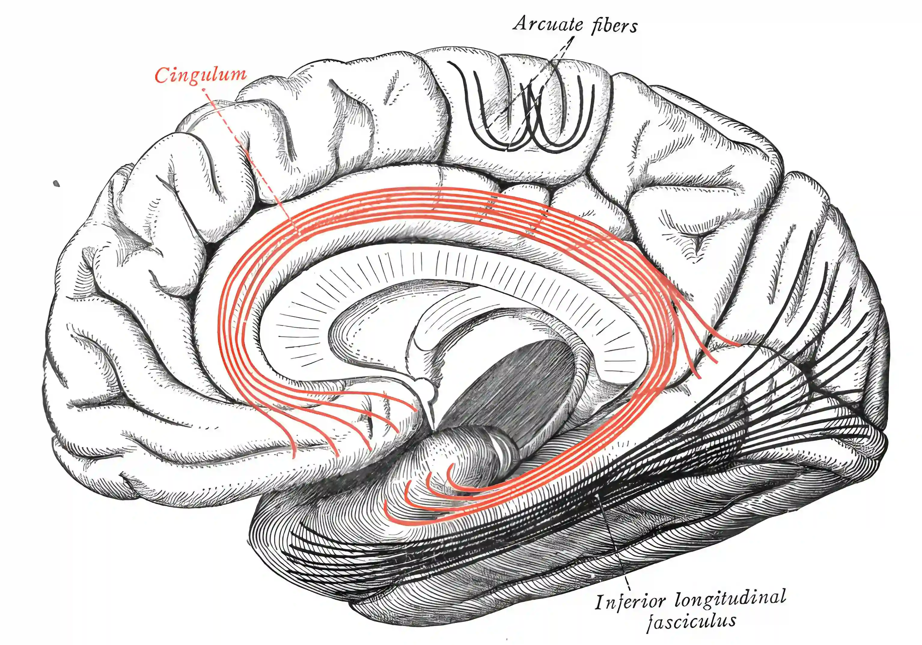 Cingulum
