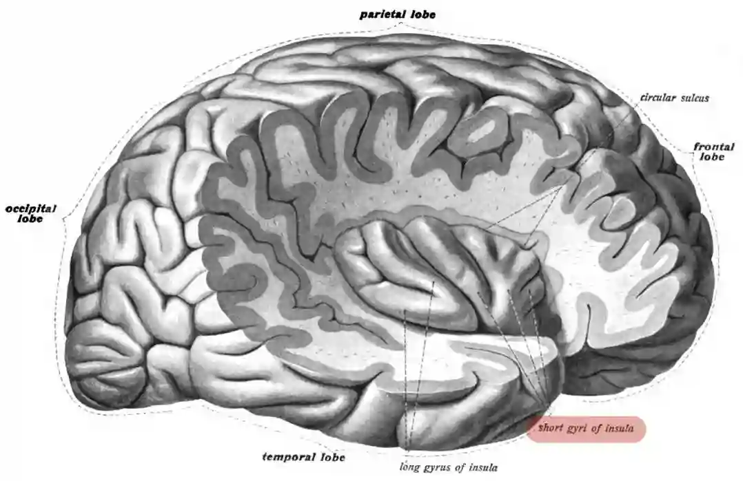 Gyri breves insulae
