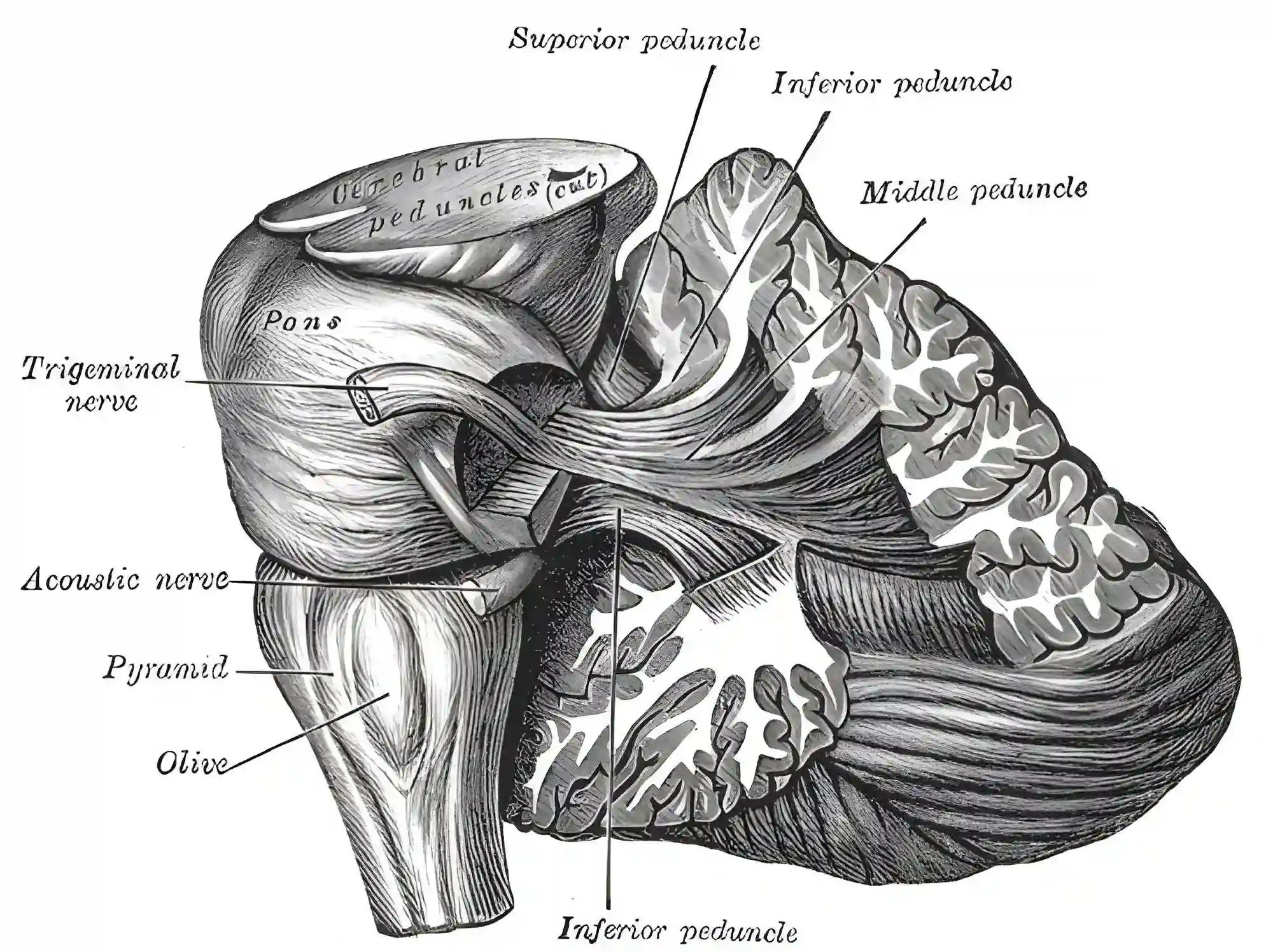 Pedunculus cerebelli