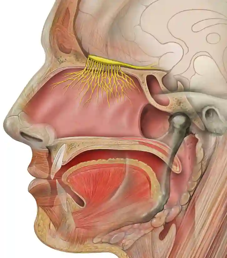 Nervus olfactorius