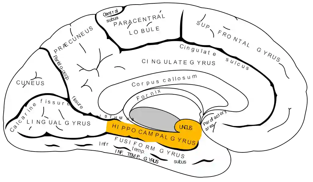 Gyrus parahippocampalis