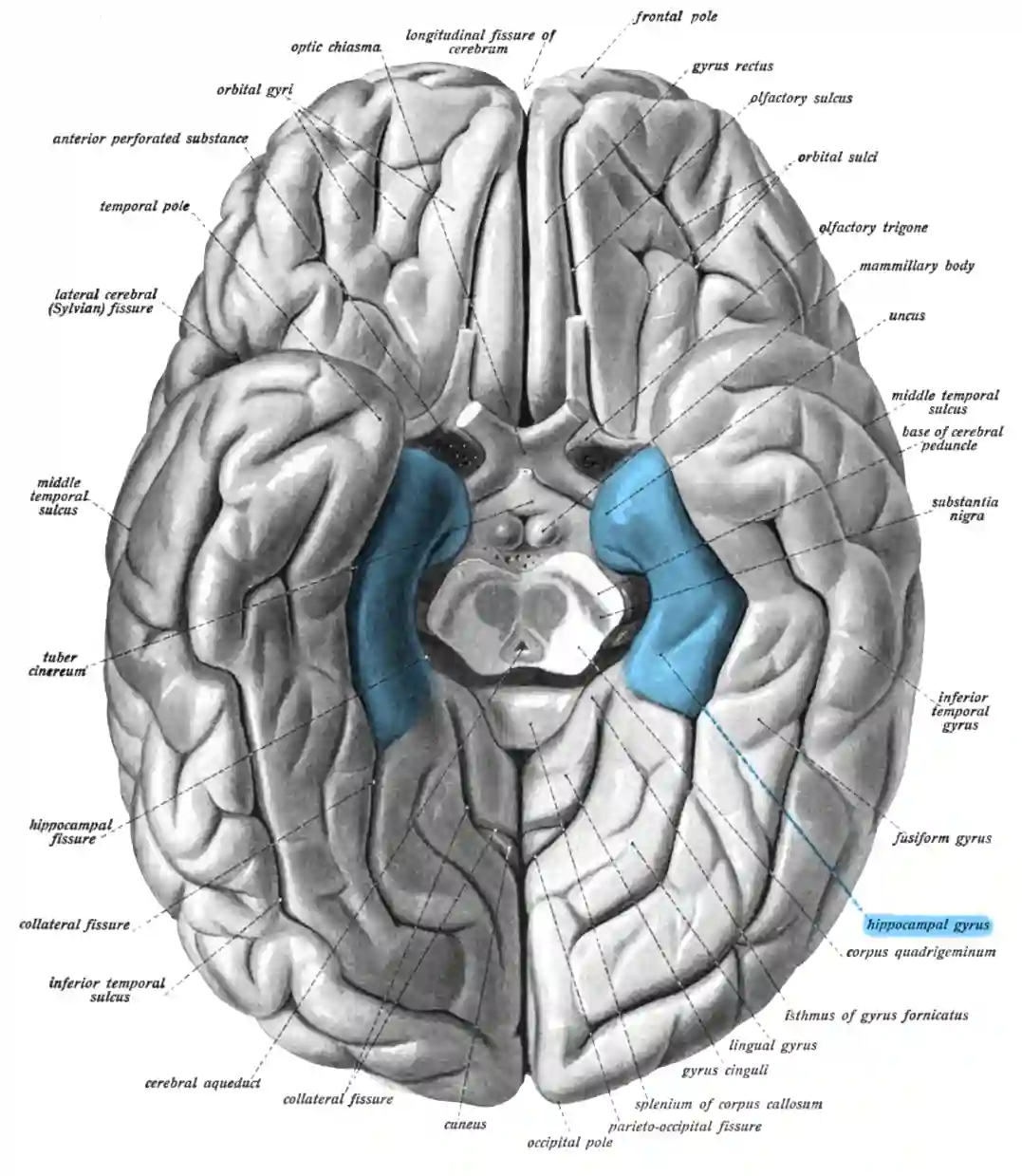 Gyrus parahippocampalis