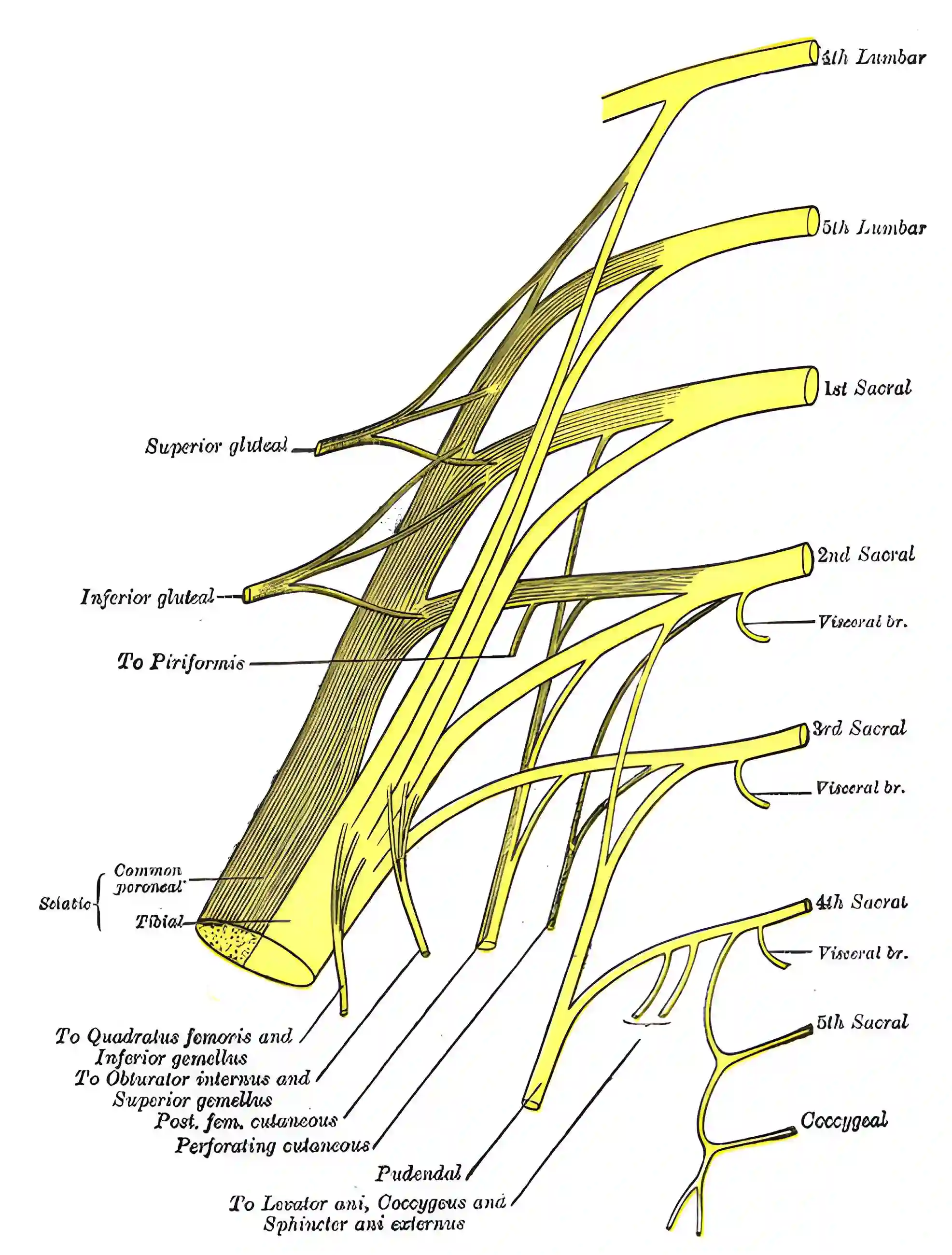 Plexus sacralis