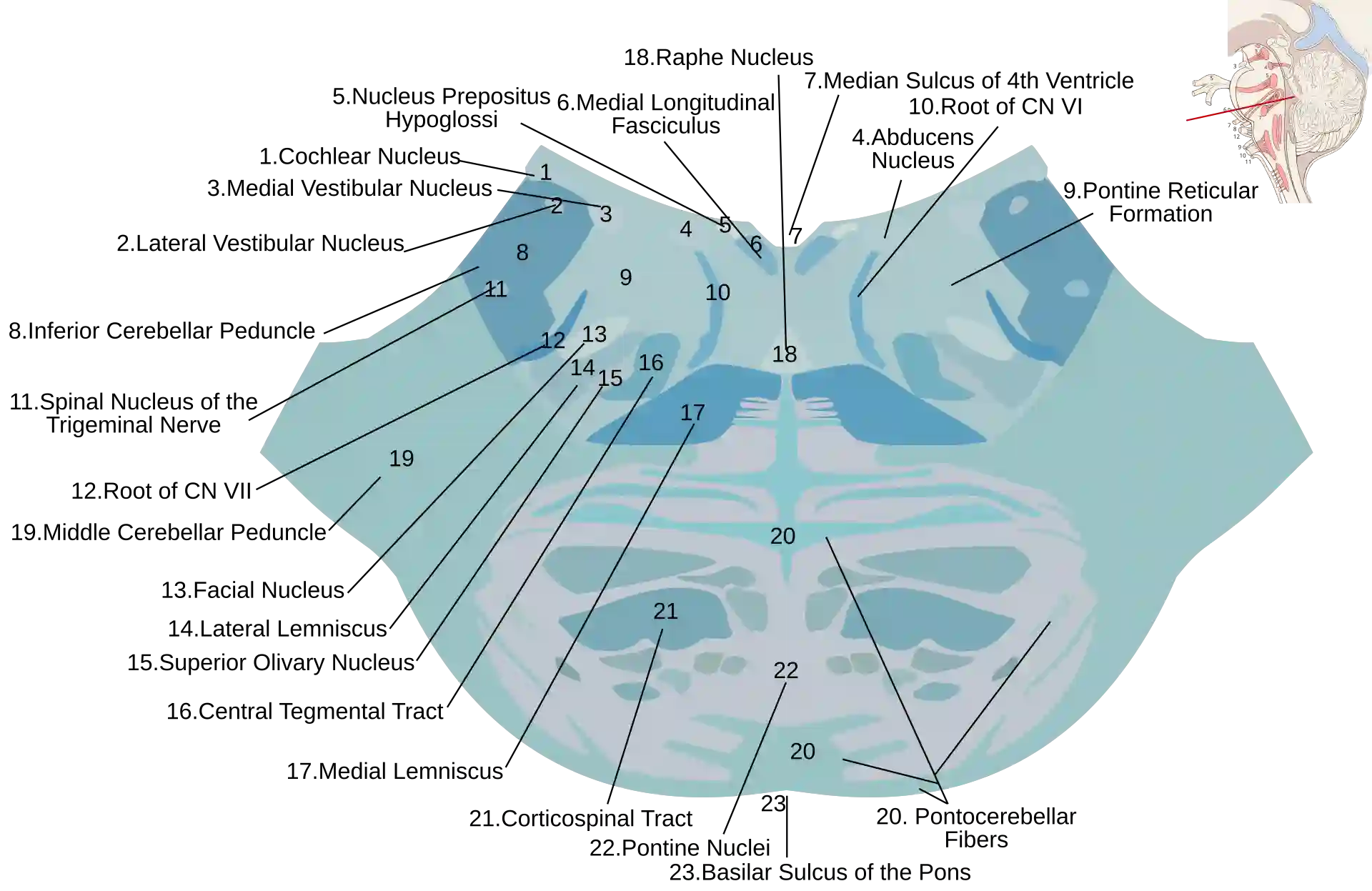 Schematische Illustration Pons