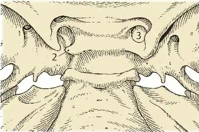Processus clinoideus medius