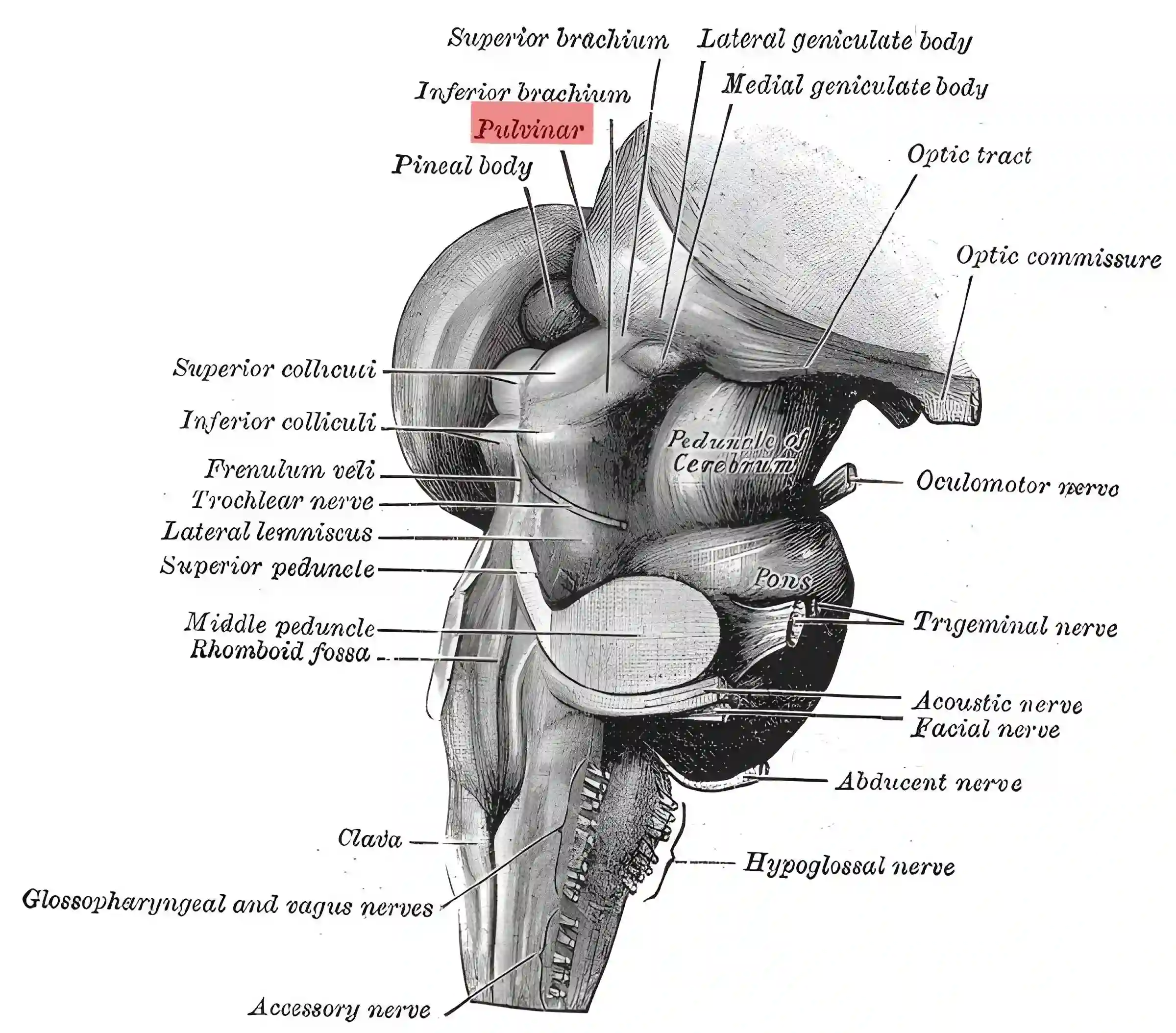 Pulvinar
