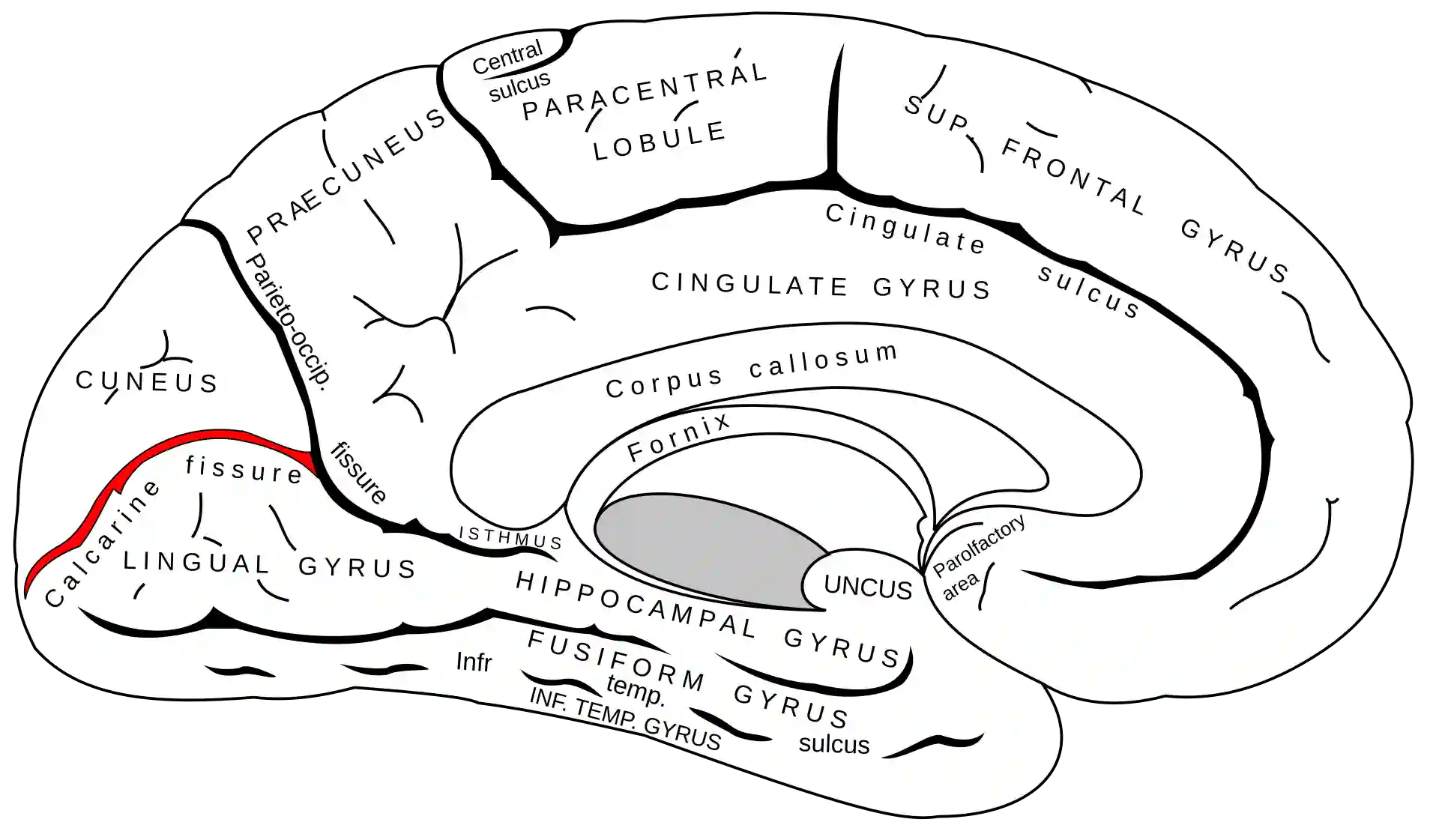 Sulcus calcarinus