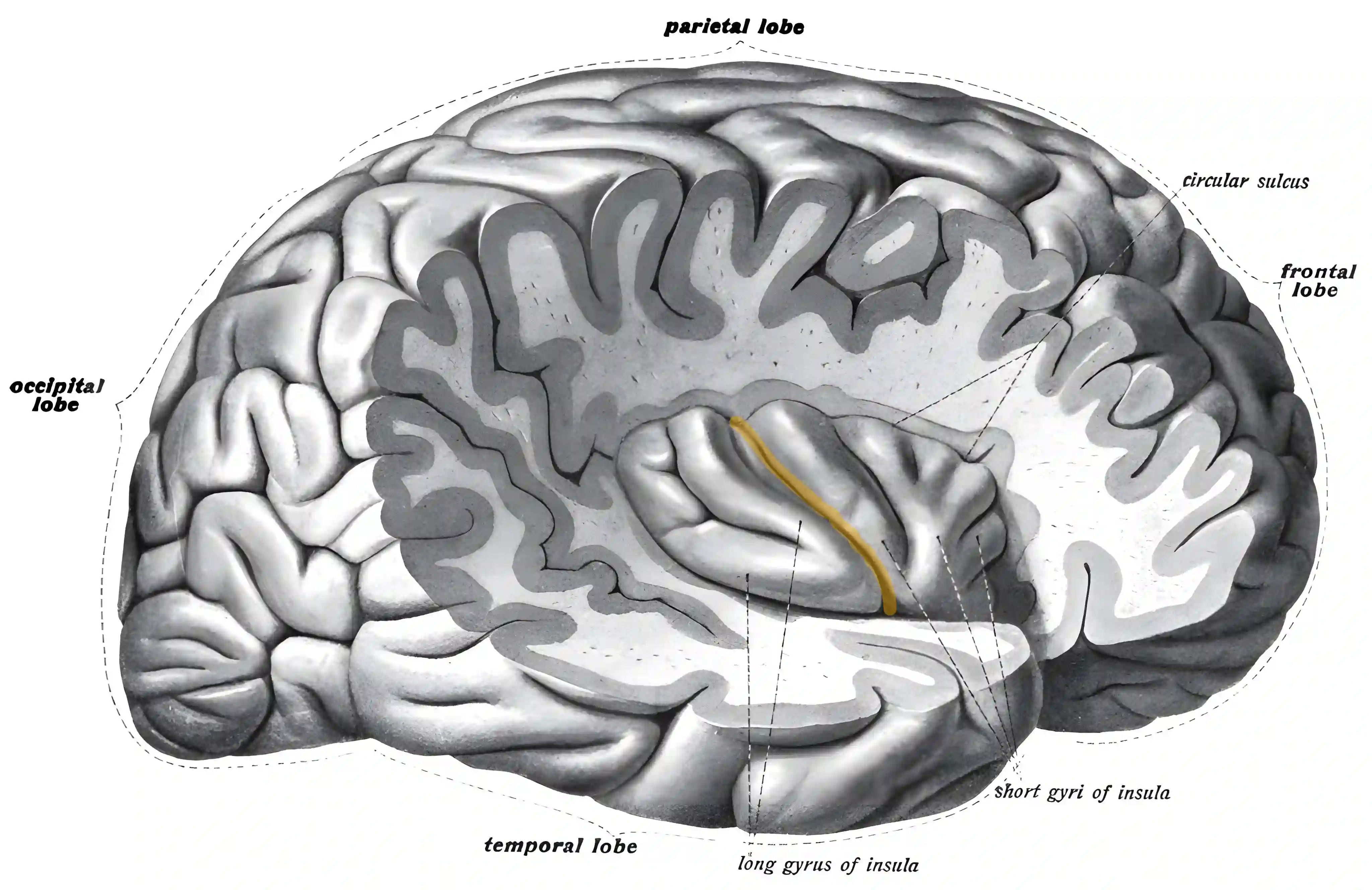 Sulcus centralis insulae