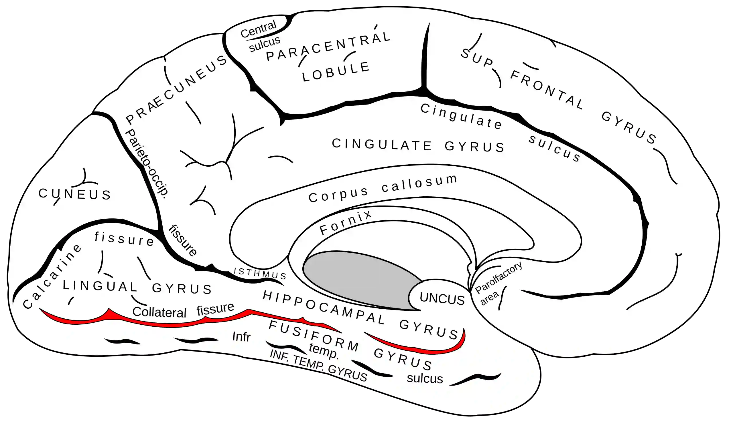 Sulcus collateralis